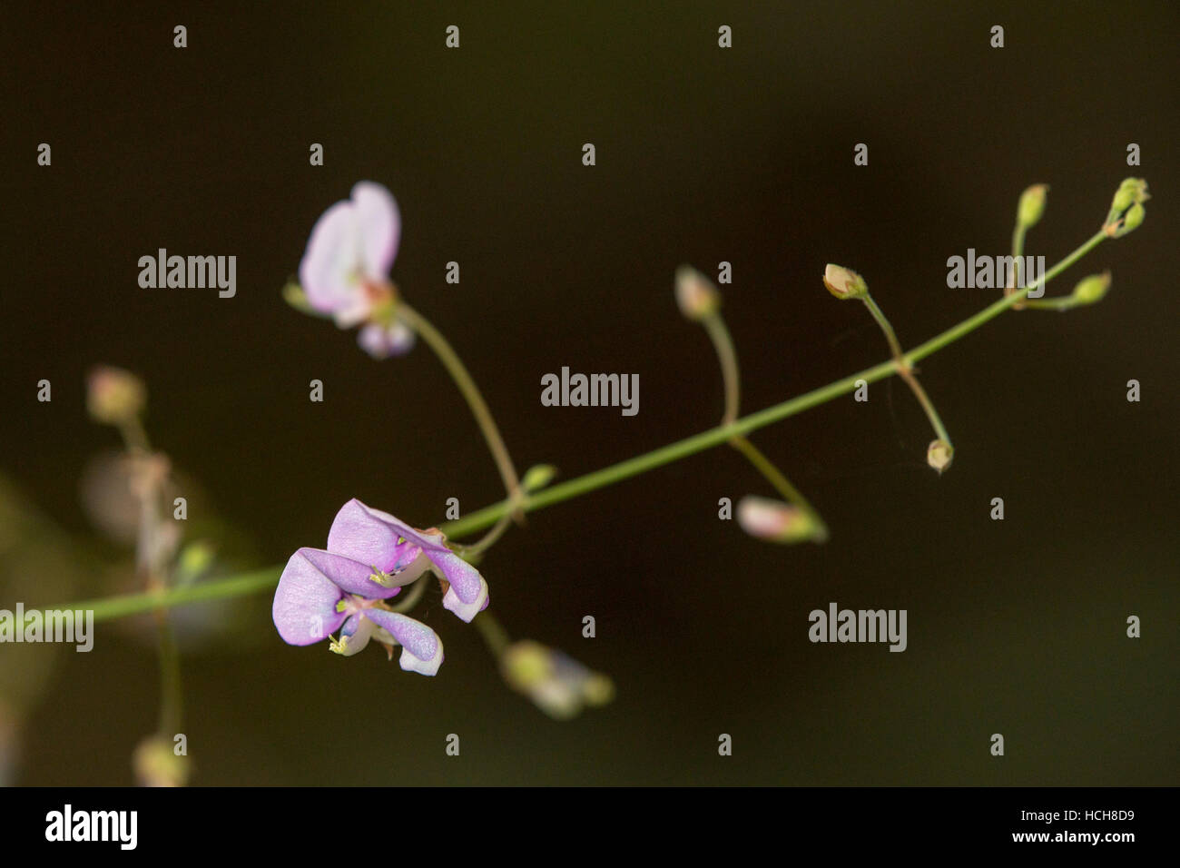 Les petites fleurs violettes et plusieurs bourgeons non ouvert sur une tige verte avec un fond brun Banque D'Images