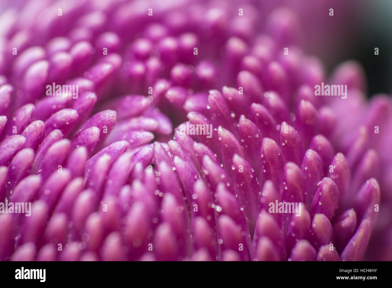 Très haut niveau d'agrandissement de la pourpre et de pétales blancs d'un chrysanthème non ouvert avec des bourgeons plus de bourgeons de-l'accent dans l'arrière-plan Banque D'Images