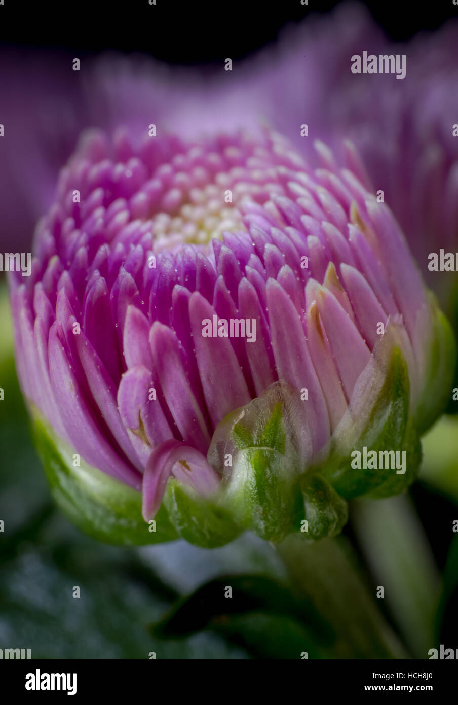 Très haut niveau d'agrandissement de la pourpre et de pétales blancs d'un chrysanthème non ouvert avec des bourgeons plus de bourgeons de-l'accent dans l'arrière-plan Banque D'Images