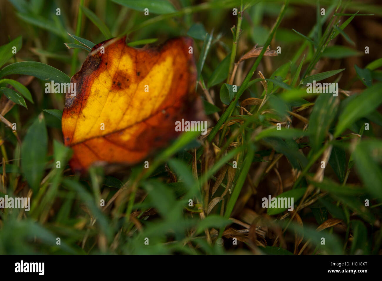 Orange, jaune, brun et laisser tomber sur le sol dans l'herbe verte Banque D'Images
