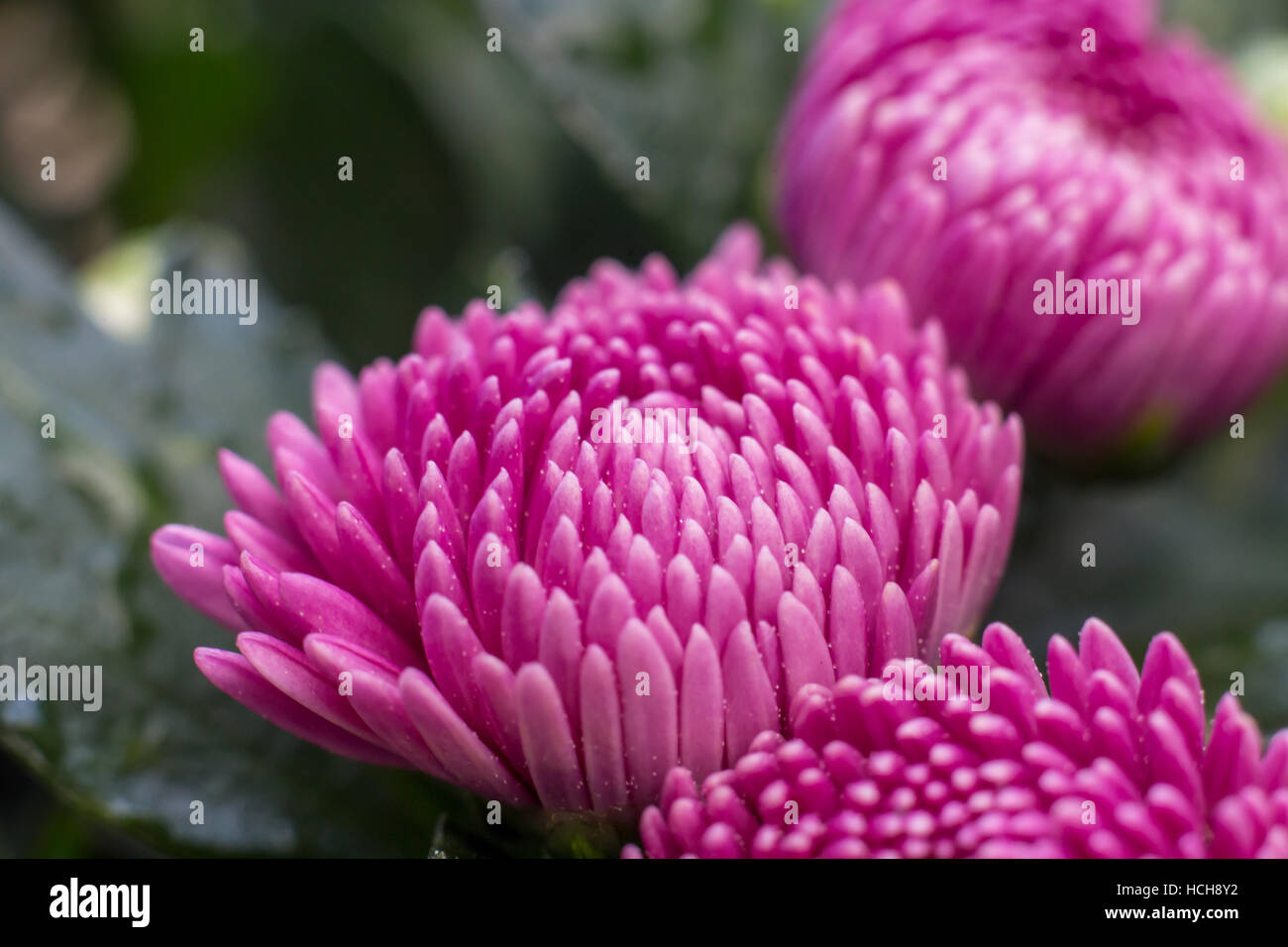 Mauve et blanc pétales de chrysanthème bud commence à peine à ouvrir avec de l'accent fermé les bourgeons sur un fond vert Banque D'Images