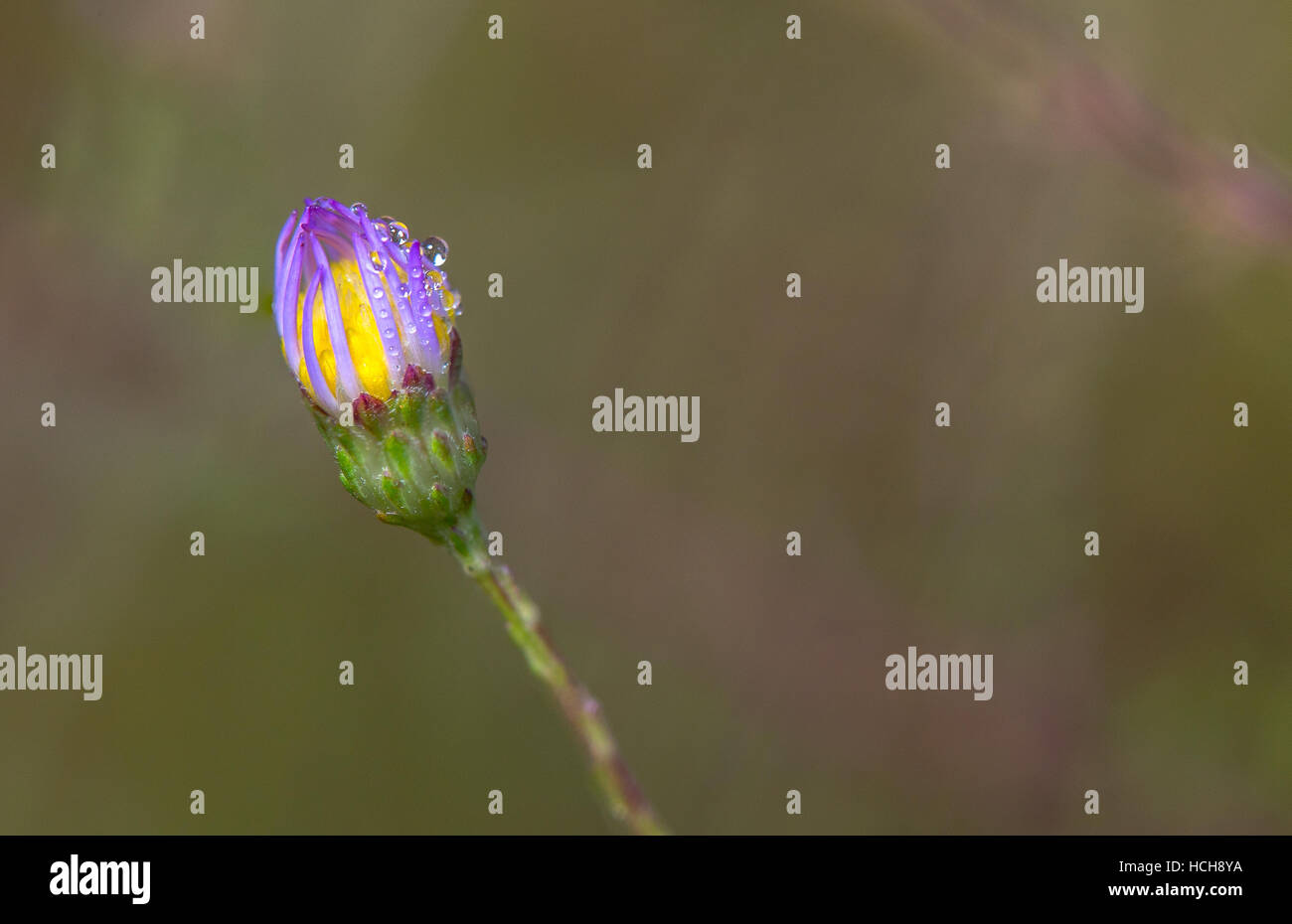 Violet et jaune fleur sur tige verte avec des gouttelettes d'eau Banque D'Images