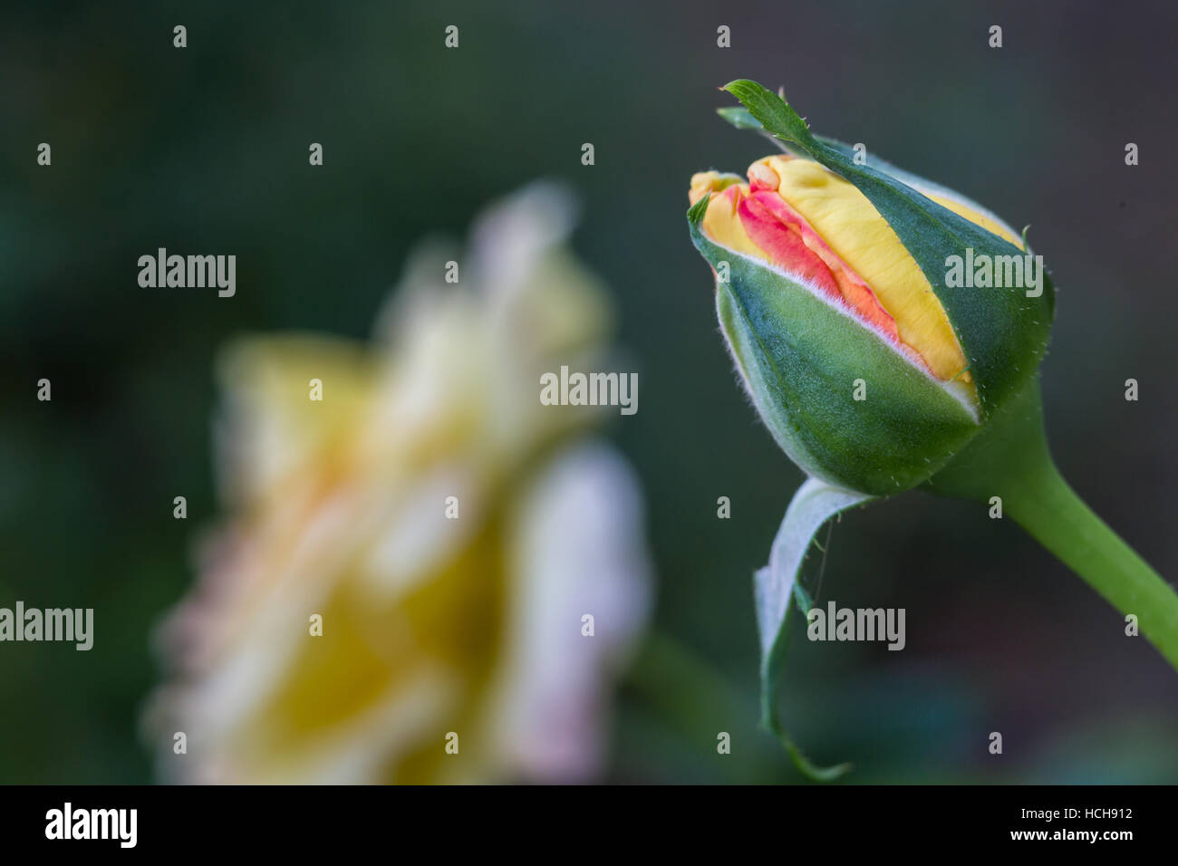 Bouton de rose de couleur pêche avec des feuilles vertes avec de l'accent rose fleur sur fond vert. Banque D'Images