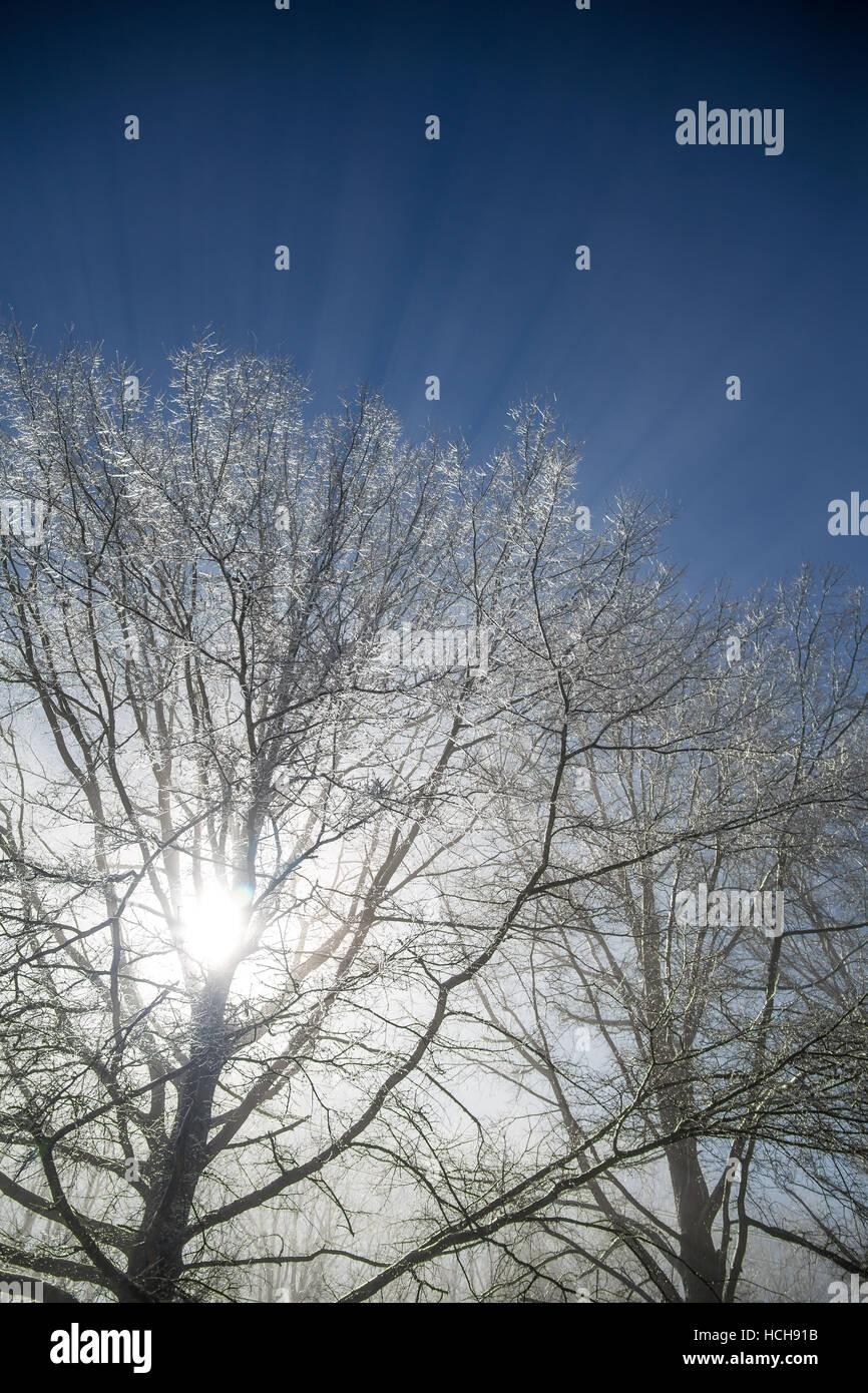 Deux arbres nus couvert de glace de brillants rayons de soleil en contre-jour dans le ciel bleu de bruine de glace évaporé Banque D'Images