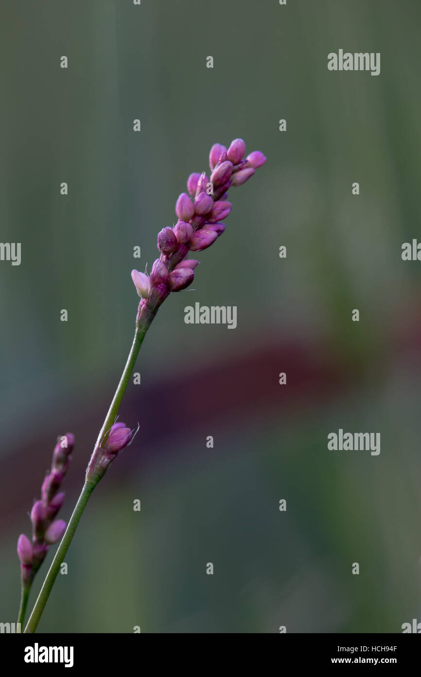 Fleurs violettes écussonnage sur tiges vertes à un angle Banque D'Images