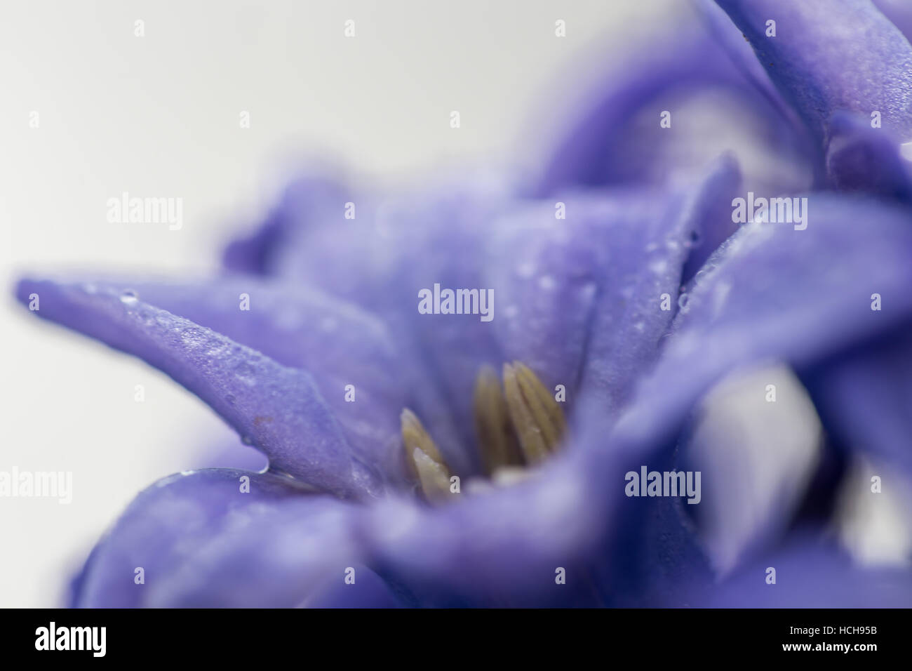 Gouttes d'eau sur une petite fleur pourpre Banque D'Images