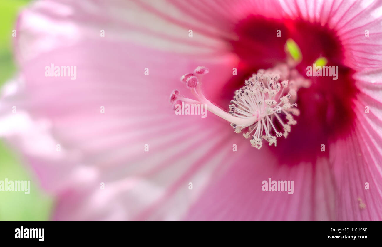 Close up de l'intérieur et de l'étamine centre d'une fleur d'Hibiscus rose ouvert Banque D'Images