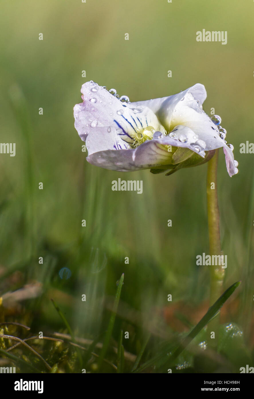 Close up portrait of white violet en herbe avec une forte rosée Banque D'Images