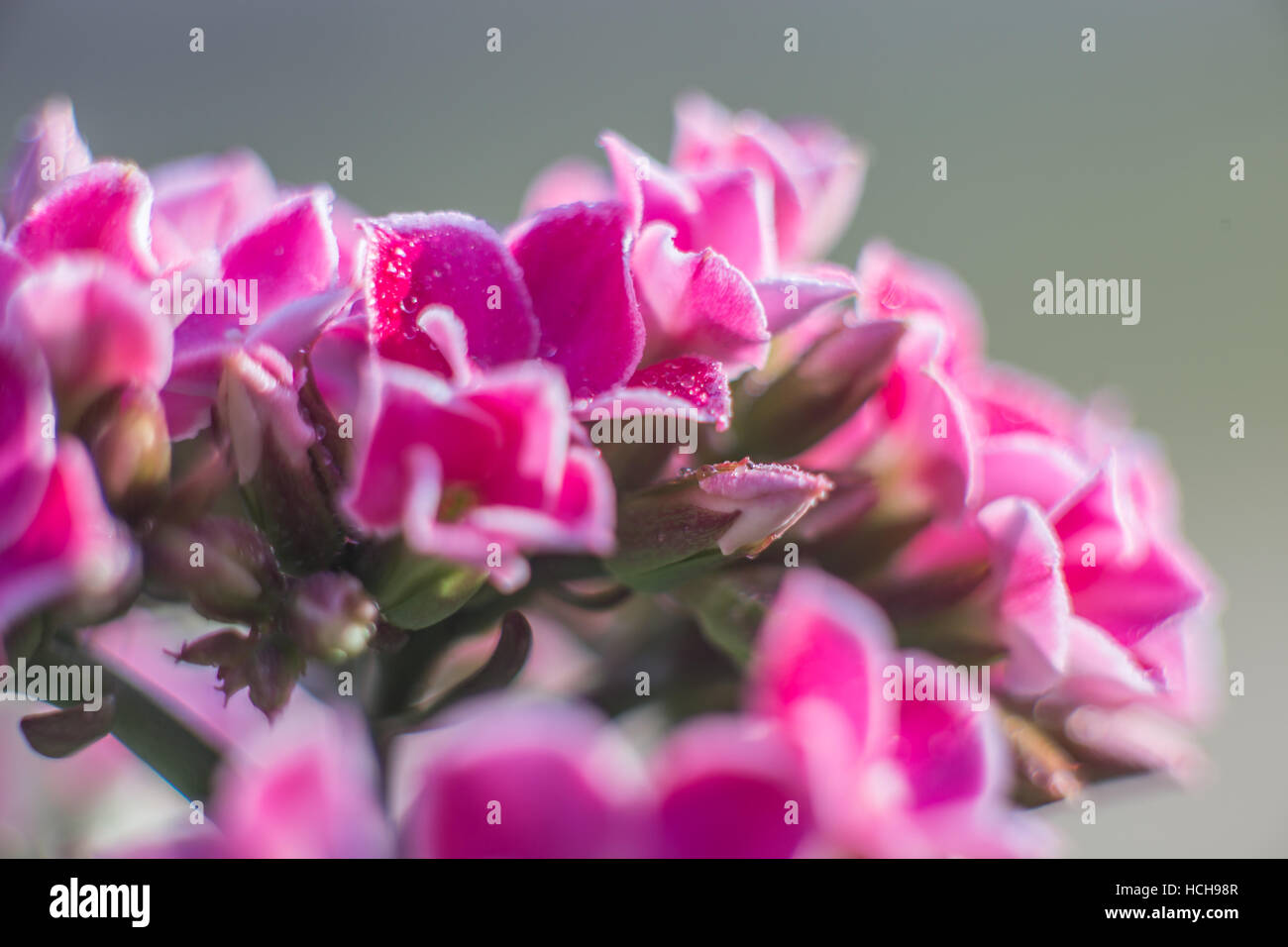 Grappe de fleurs rose kalenchoe et bourgeons non ouvert avec tiges vertes et les gouttes d'eau Banque D'Images