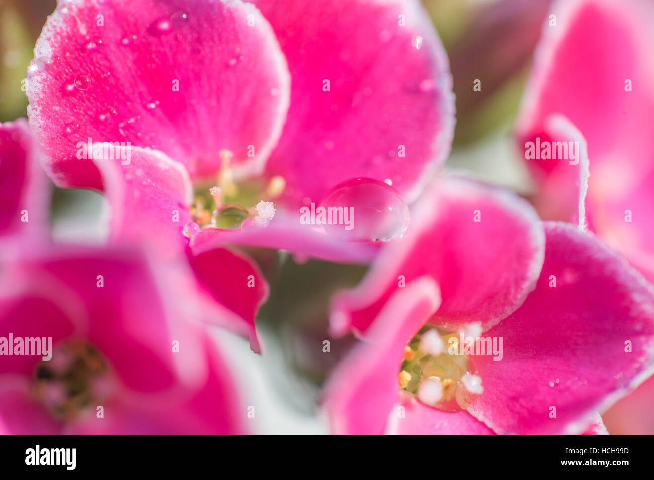 Close up of a pink blossom kalenchoe avec grande goutte d'eau reposant sur petal Banque D'Images
