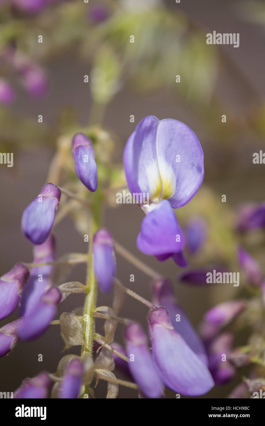 Gros plan d'une grappe de fleurs de glycine avec plusieurs bourgeons et une fleur ouverte de pourpre, jaune et pétales blancs Banque D'Images