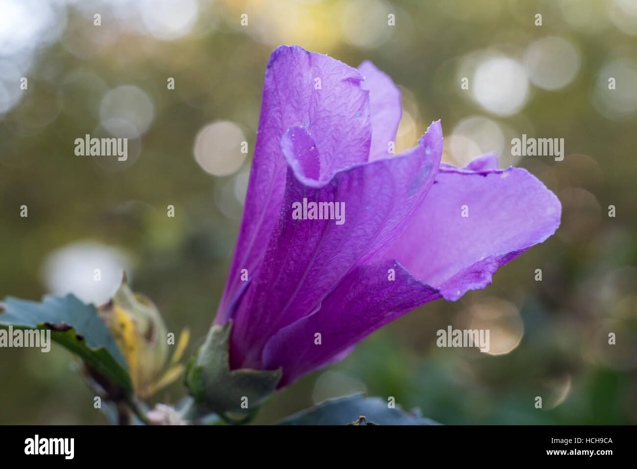 Vue rapprochée d'un pourpre ouvert fleur rose de Sharon avec des feuilles vertes et dramatiques Faits saillants bokeh Banque D'Images