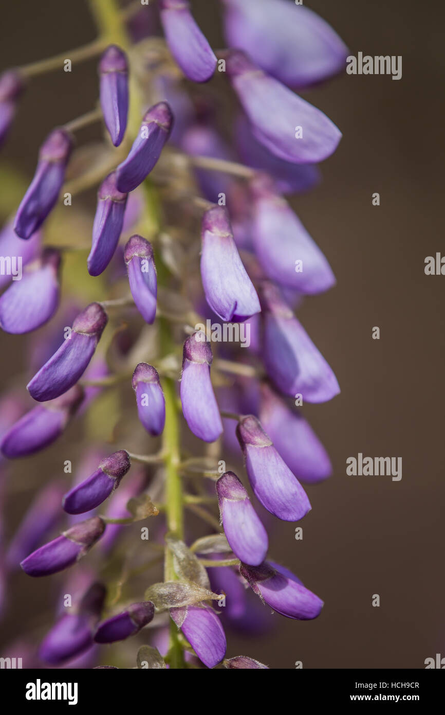 Gros plan d'une grappe de fleurs de glycine avec bourgeons non ouvert Banque D'Images