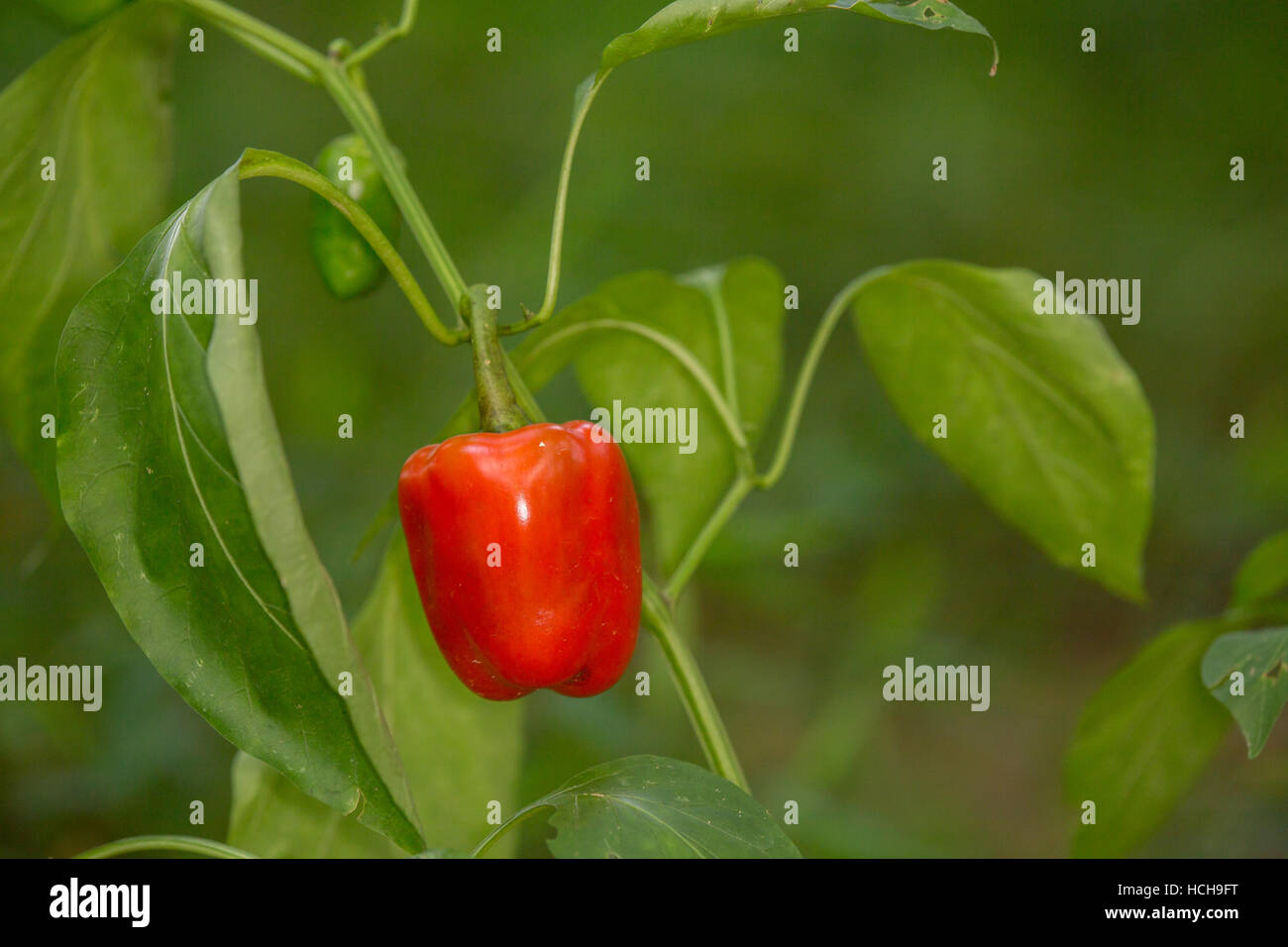Seul le rouge, le poivron mûr, avec un deuxième jeune poivre vert se formant sur une plante dans un petit jardin Banque D'Images