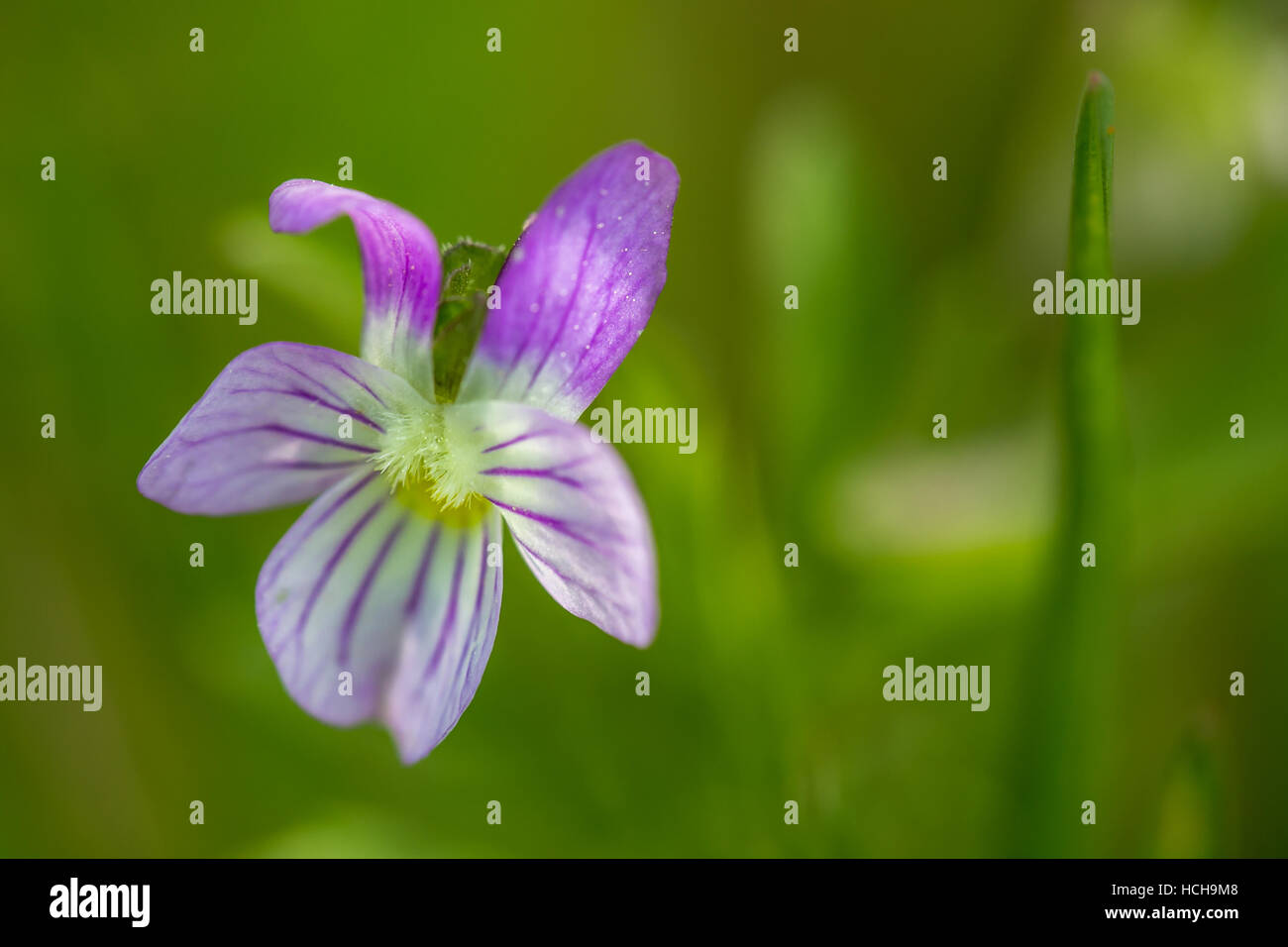 Blanc et Violet Violet avec nervures violet foncé sur fond vert Banque D'Images