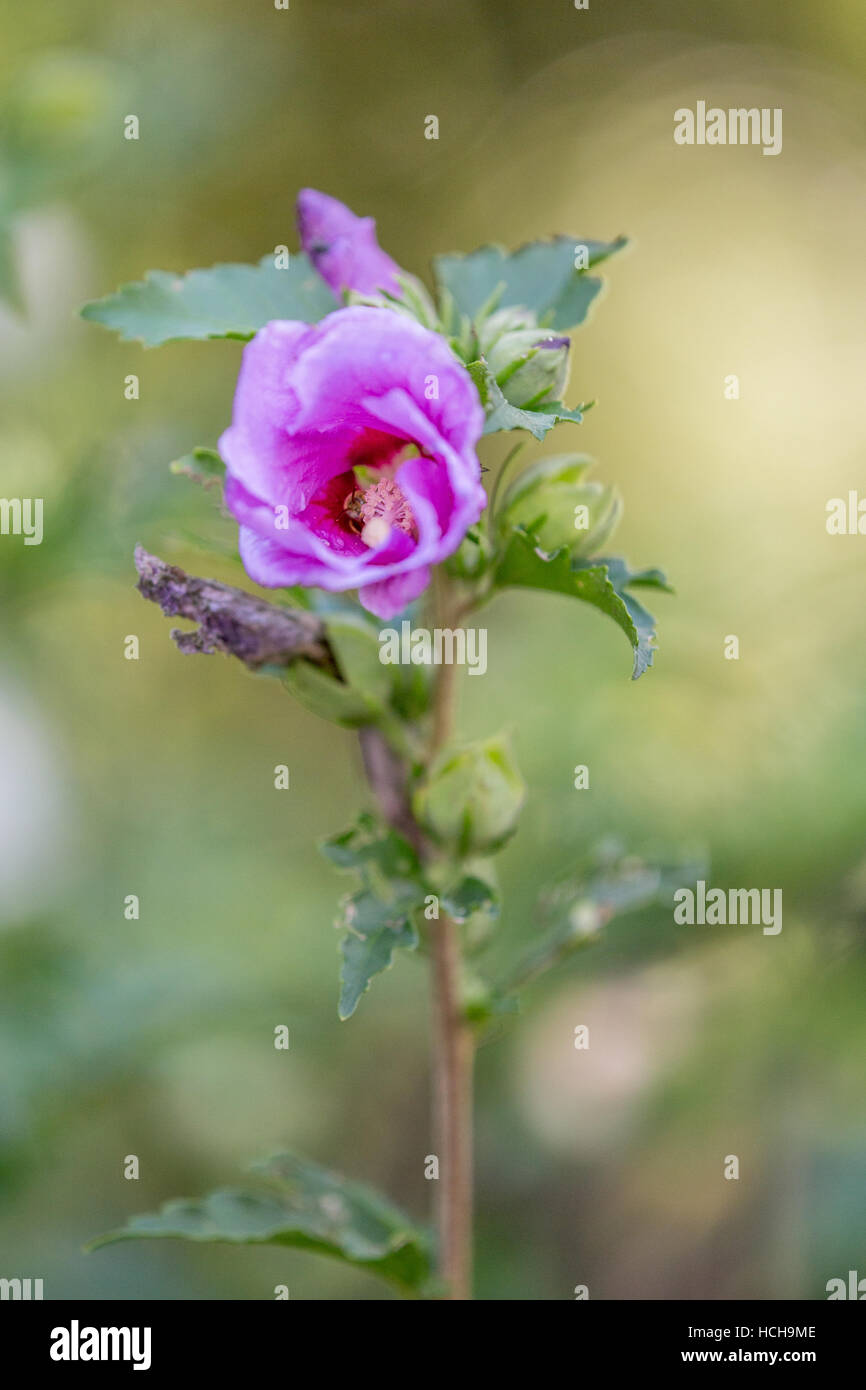 À la recherche d'une rose de Sharon violet fleur qui commence à fleurir avec tige brune et petite à l'intérieur de l'abeille Banque D'Images