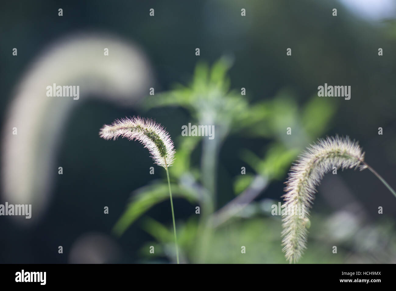 Graines herbe recourbé qui sont lumineux et rétro-éclairage Banque D'Images
