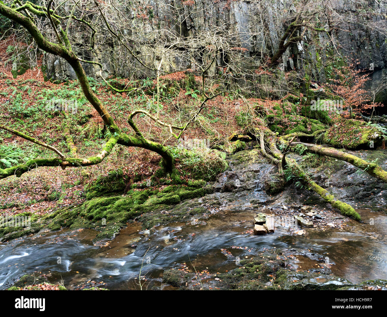 Les arbres moussus par Stainforth Beck près de Stainforth Ribblesdale Angleterre Yorkshire Dales Banque D'Images