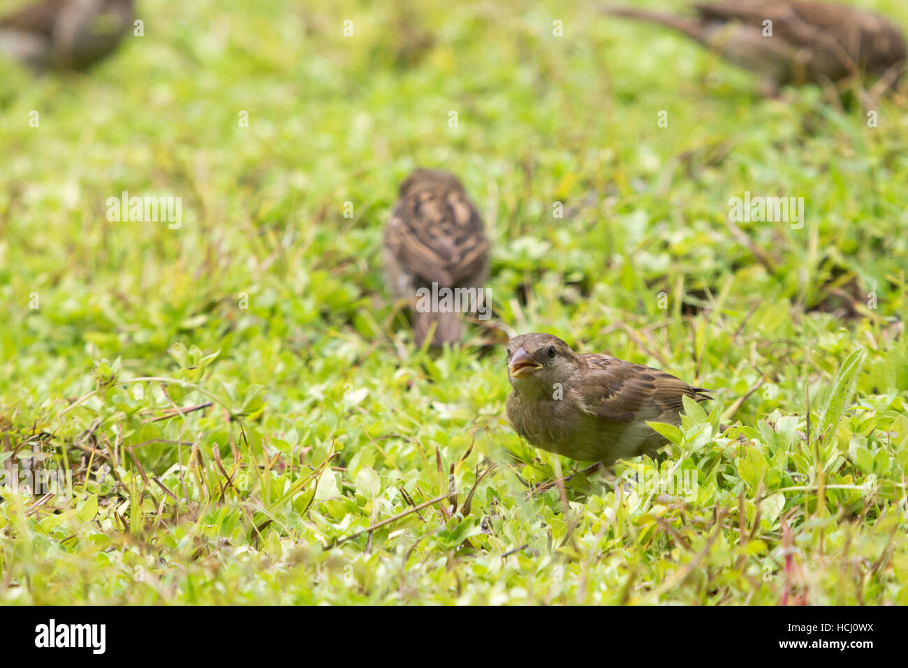 Un groupe de moineaux domestiques (Passer domesticus) qui se nourrissent de la terre dans un jardin, est perçu au cours de jour nuageux à Asuncion, Paraguay Banque D'Images