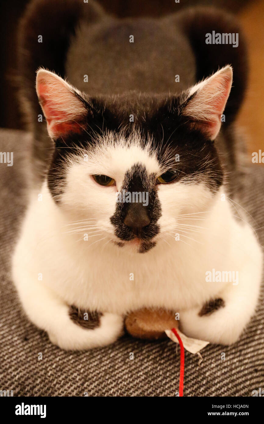 Une Souris Noir Et Blanc Assis Sur Un Chat Banque Dimages