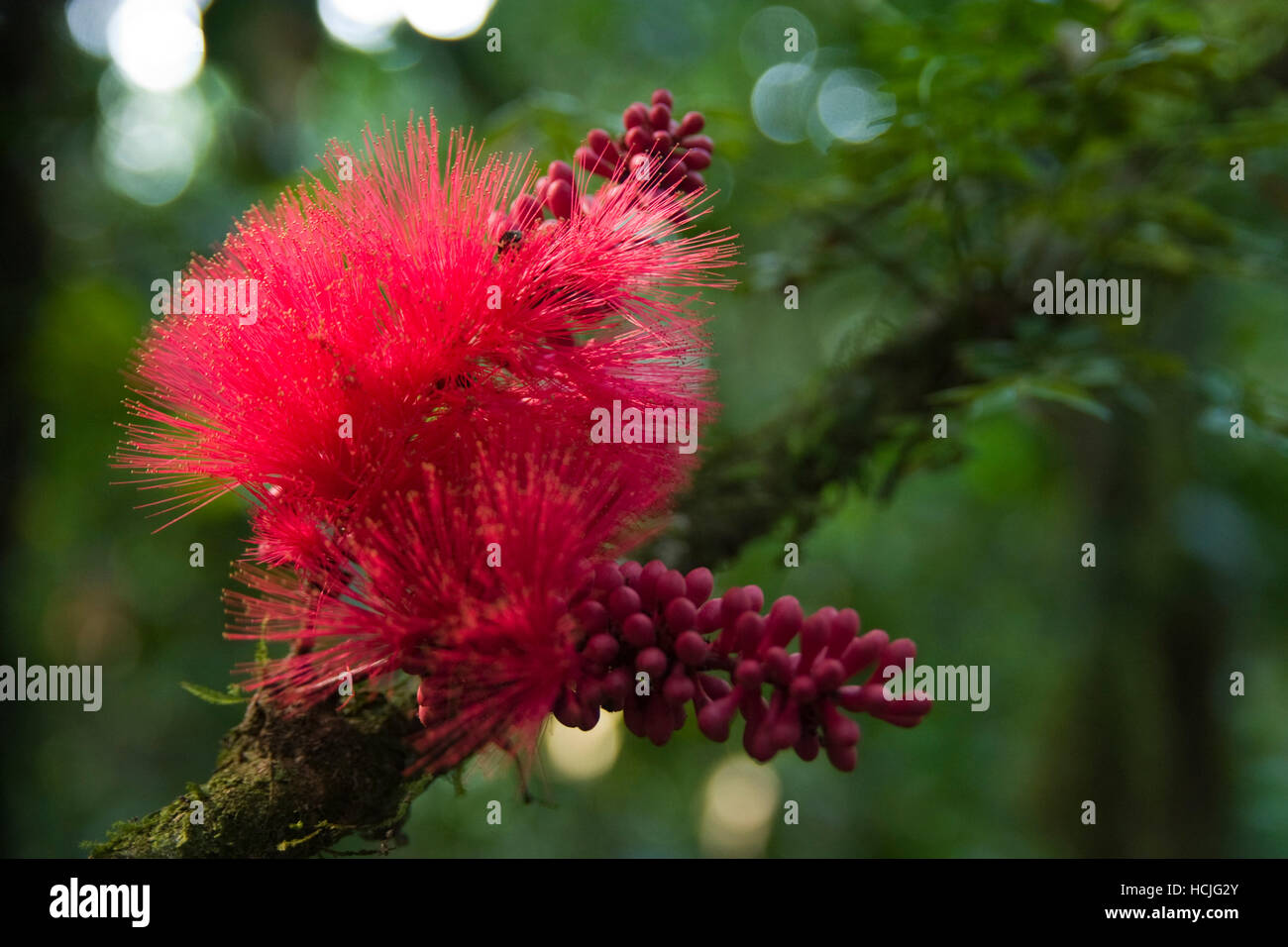 La fleur pourpre de la poudre-puff tree (Calliandra haematocephala), Parc national de Manu, Madre de Dios, au Pérou. Banque D'Images