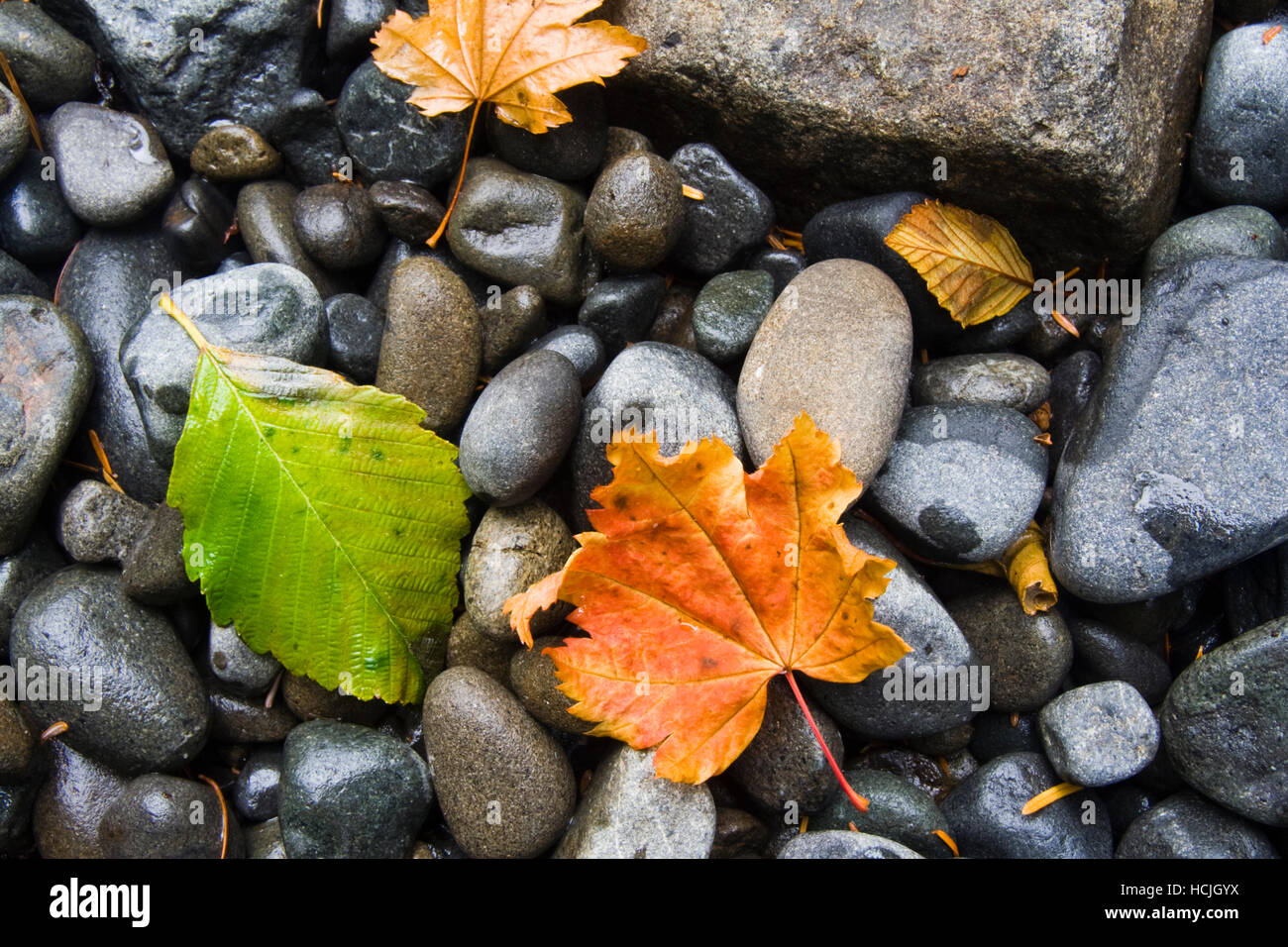 Feuilles mortes reste sur les roches de la rivière arrondis sur la rive de la rivière Sol Duc dans Olympic National Park, Washington. Banque D'Images