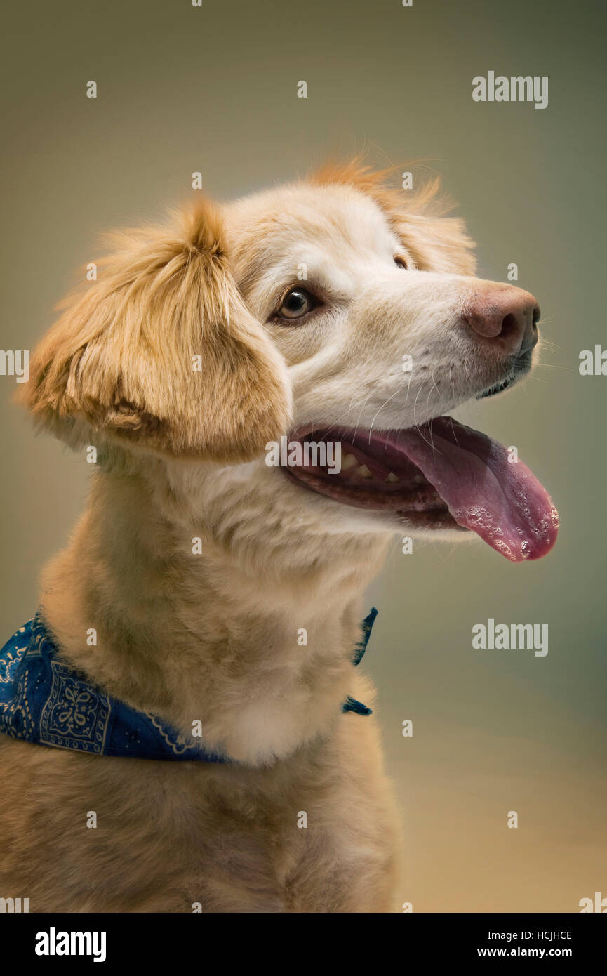 Une Race Mélangée Chien Porte Un Bandana Bleu Comme Il Le