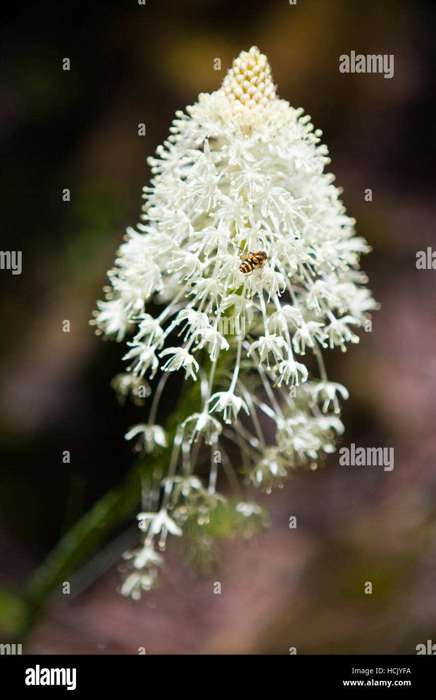 Détail d'un bear grass (Xerophyllum tenax) fleur et l'apiculture, Ruckel mimic fly Creek Trail, Columbia River Gorge National Scenic Area, Oregon. Banque D'Images