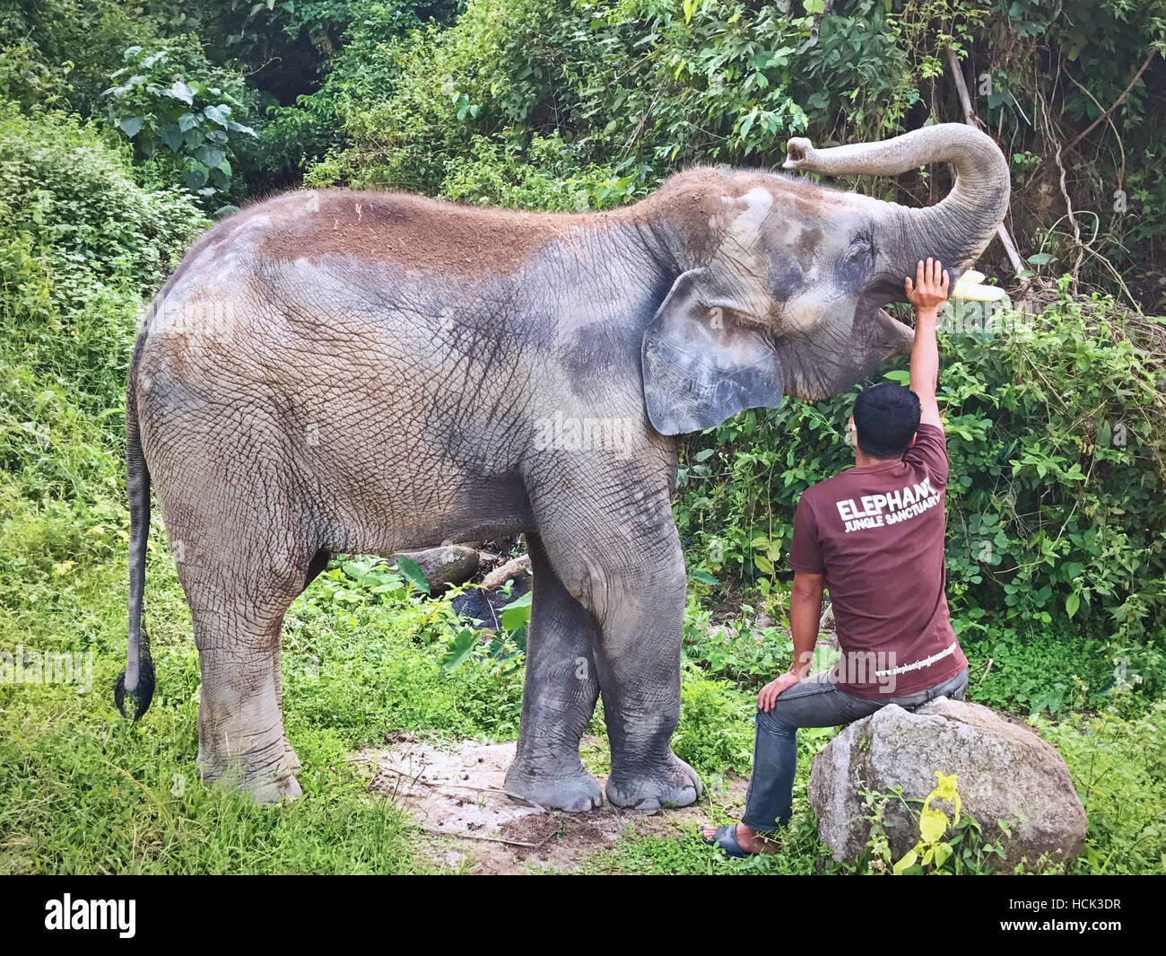 Elephant Camp de jungle, Thaïlande Banque D'Images