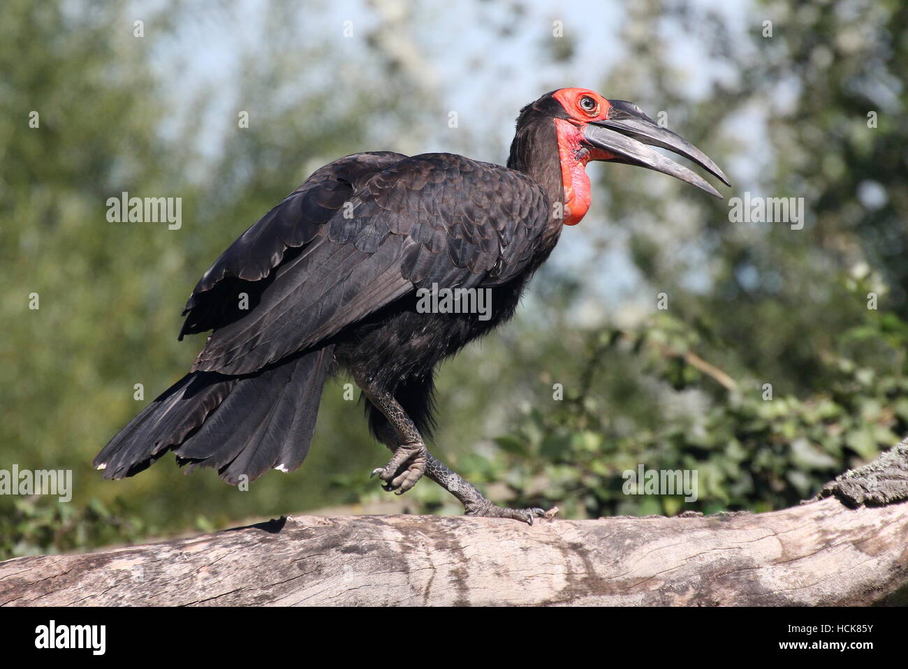 Calao terrestre du sud de l'Afrique de l'homme (Bucorvus Leadbeateri, anciennement Bucorvus Cafer) perché sur une branche Banque D'Images