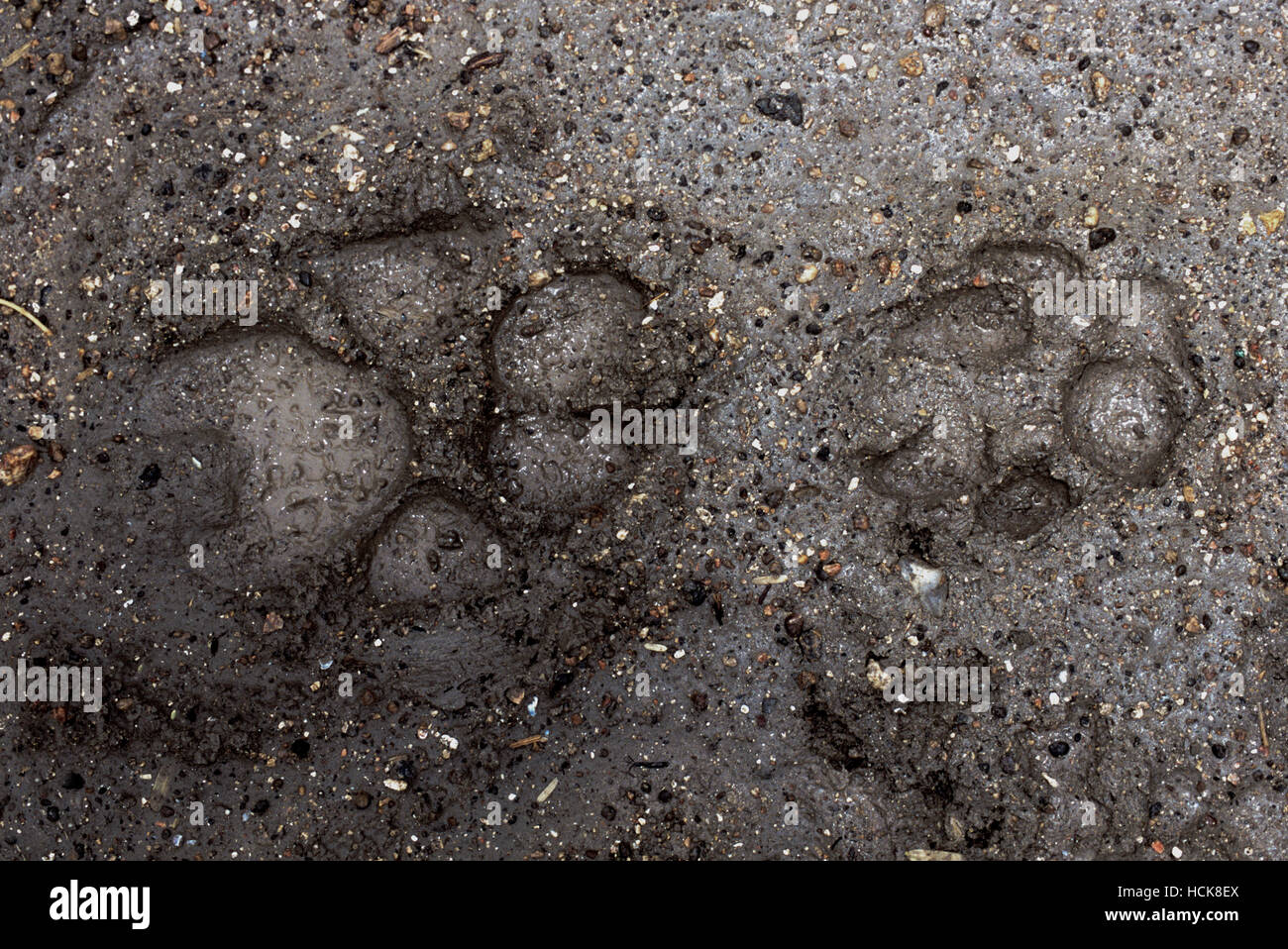 Loup indien,(Canis lupus pallipes),et le chacal, Indien(Canis aureus indicus),paw tracks dans la boue, Gujarat, Inde.(Wolf-côté gauche et Jackal-côté droit). Banque D'Images