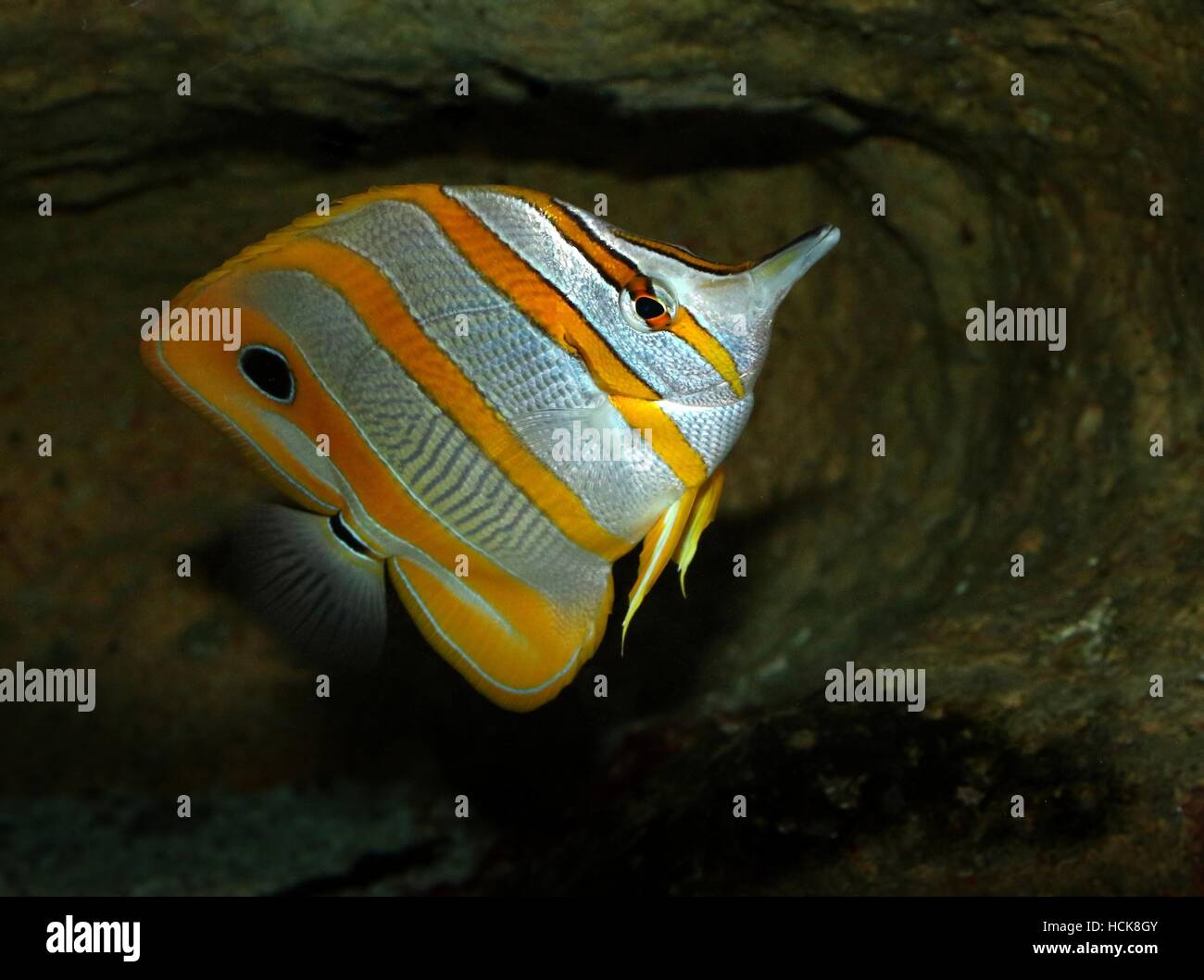 Sowerby, alias chelmon à bec médiocre (poissons coralliens (Chelmon Rostratus)), originaire de la région du Pacifique et l'Océan Indien Banque D'Images