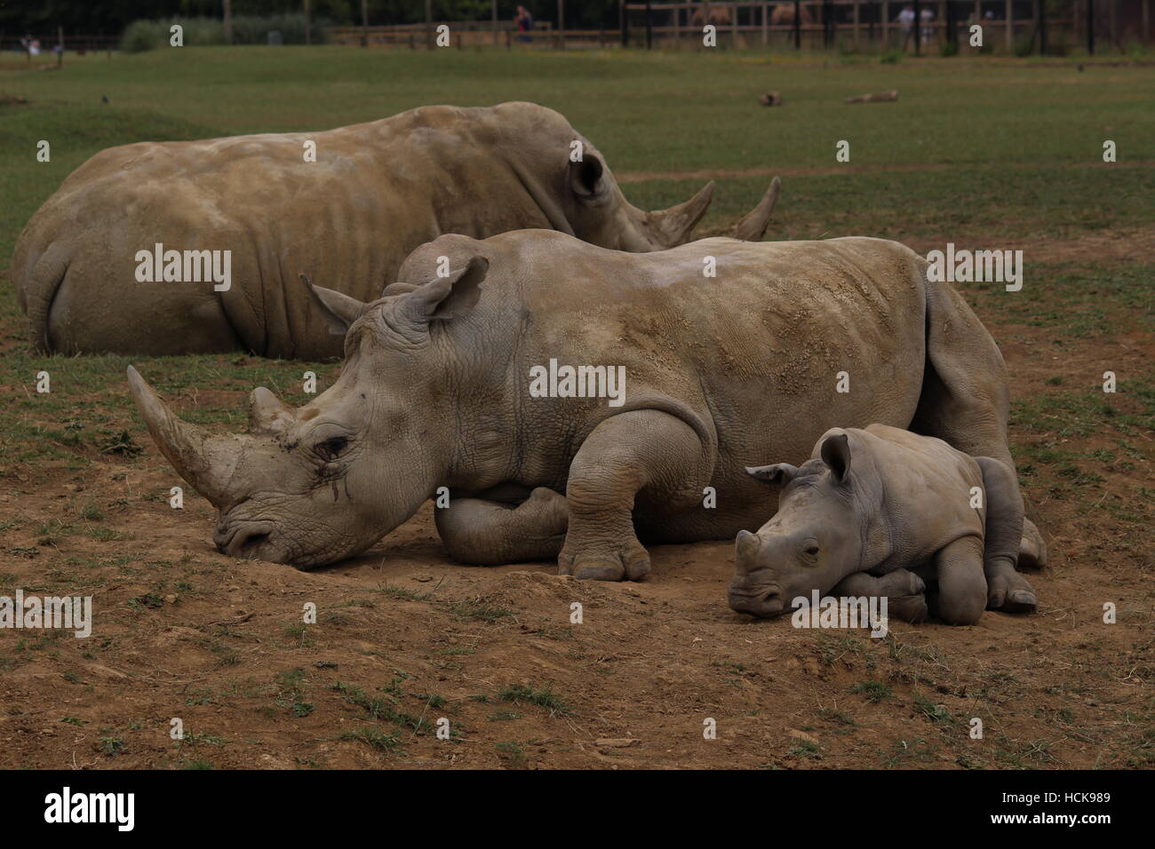 Rhinocéros blanc du sud mise en miroir de maman-bébé endormi du sommeil portrait profil plein visage corps Cotswold Wildlife Park Banque D'Images