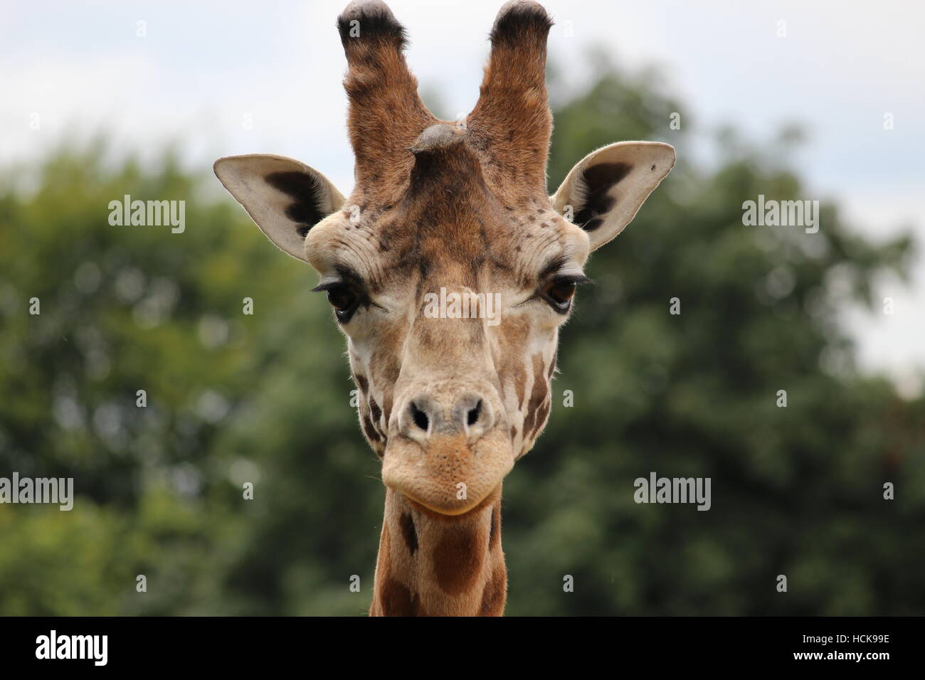 Portrait de girafe Cotswold Wildlife Park young fière tête headshot Banque D'Images
