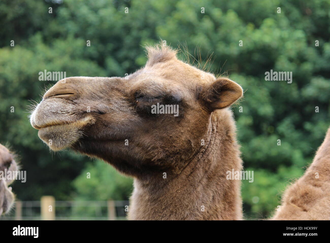 Portrait de profil de chameau Cotswold Wildlife Park smiling portrait Banque D'Images