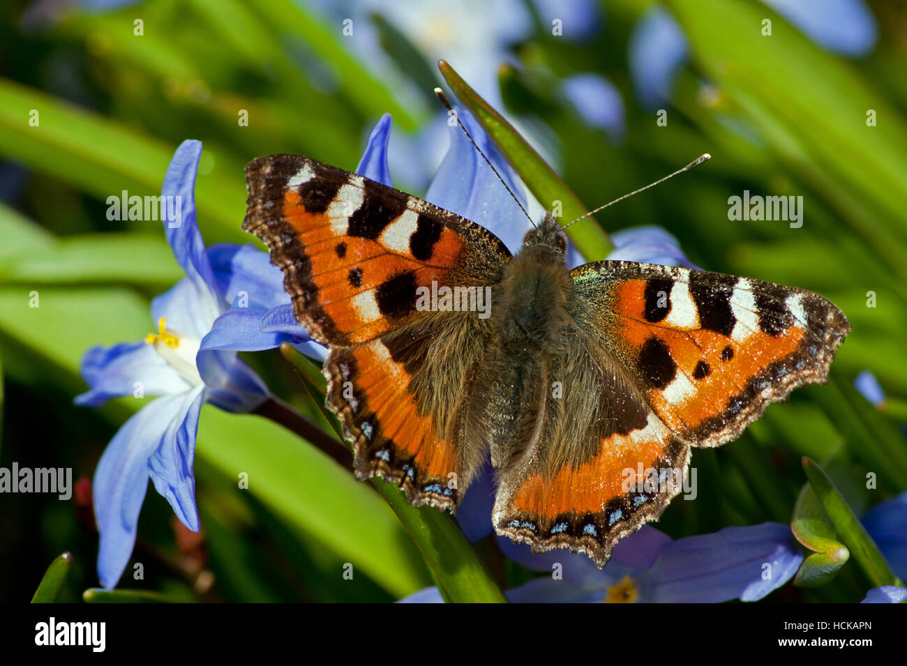 Le magnifique petit papillon de couleur écaille (Aglais urticae) sucer le nectar de la gloire Siehe-de-la-neige Banque D'Images