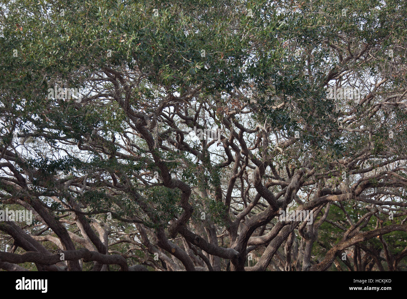 Grand Chêne de branches Banque D'Images