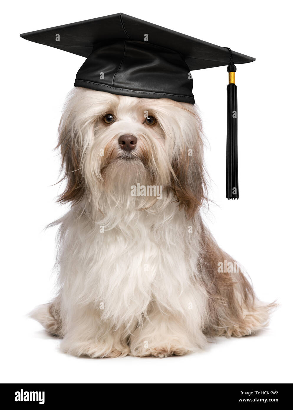 Belle fiers de leur diplôme avec chien Bichon havanais chocolat black cap Banque D'Images Belle fiers de leur diplôme avec chien Bichon havanais chocolat black cap Banque D'Images