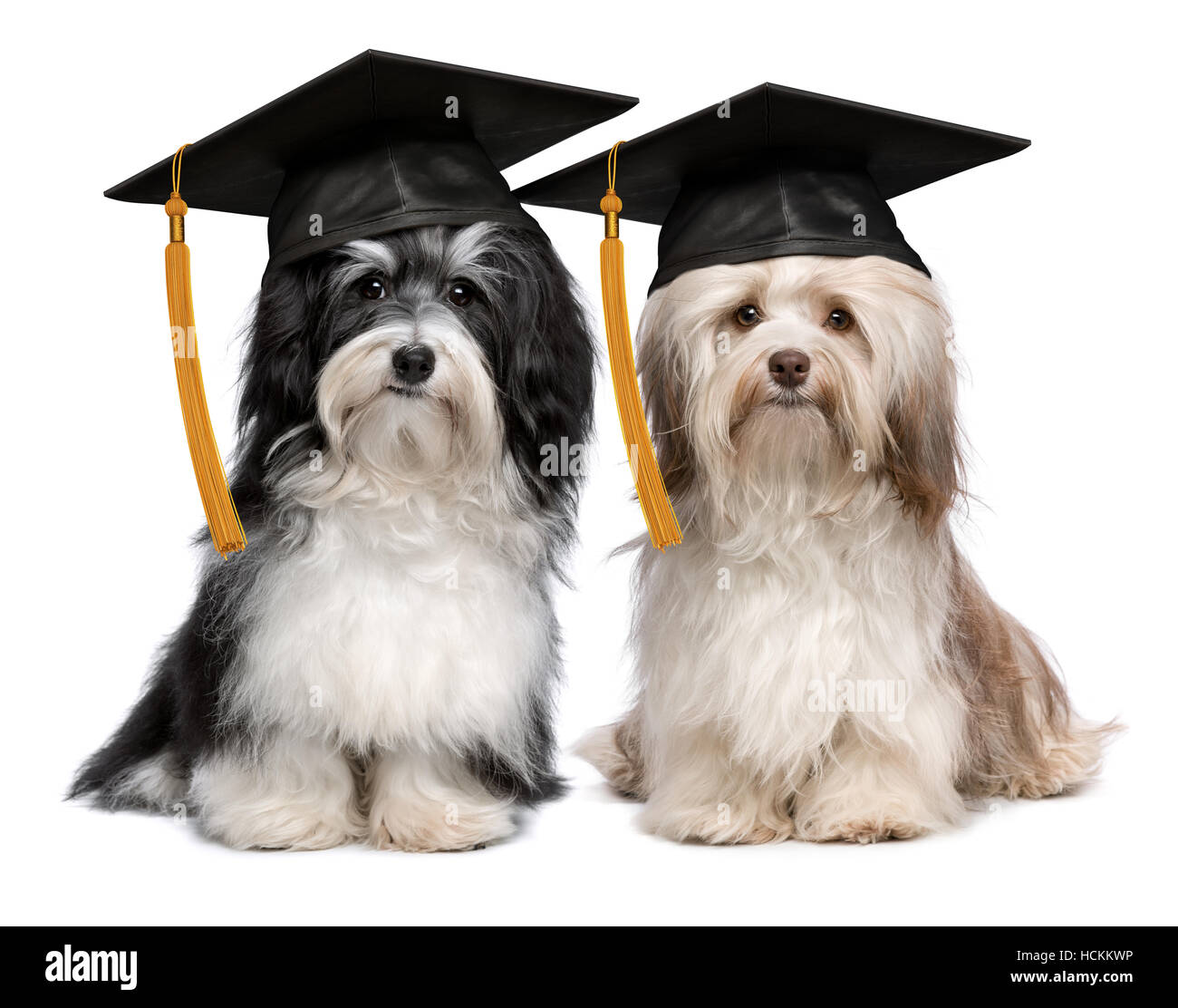 Paire de fiers de leur diplôme avec les chiens Bichon havanais caps Banque D'Images Paire de fiers de leur diplôme avec les chiens Bichon havanais caps Banque D'Images