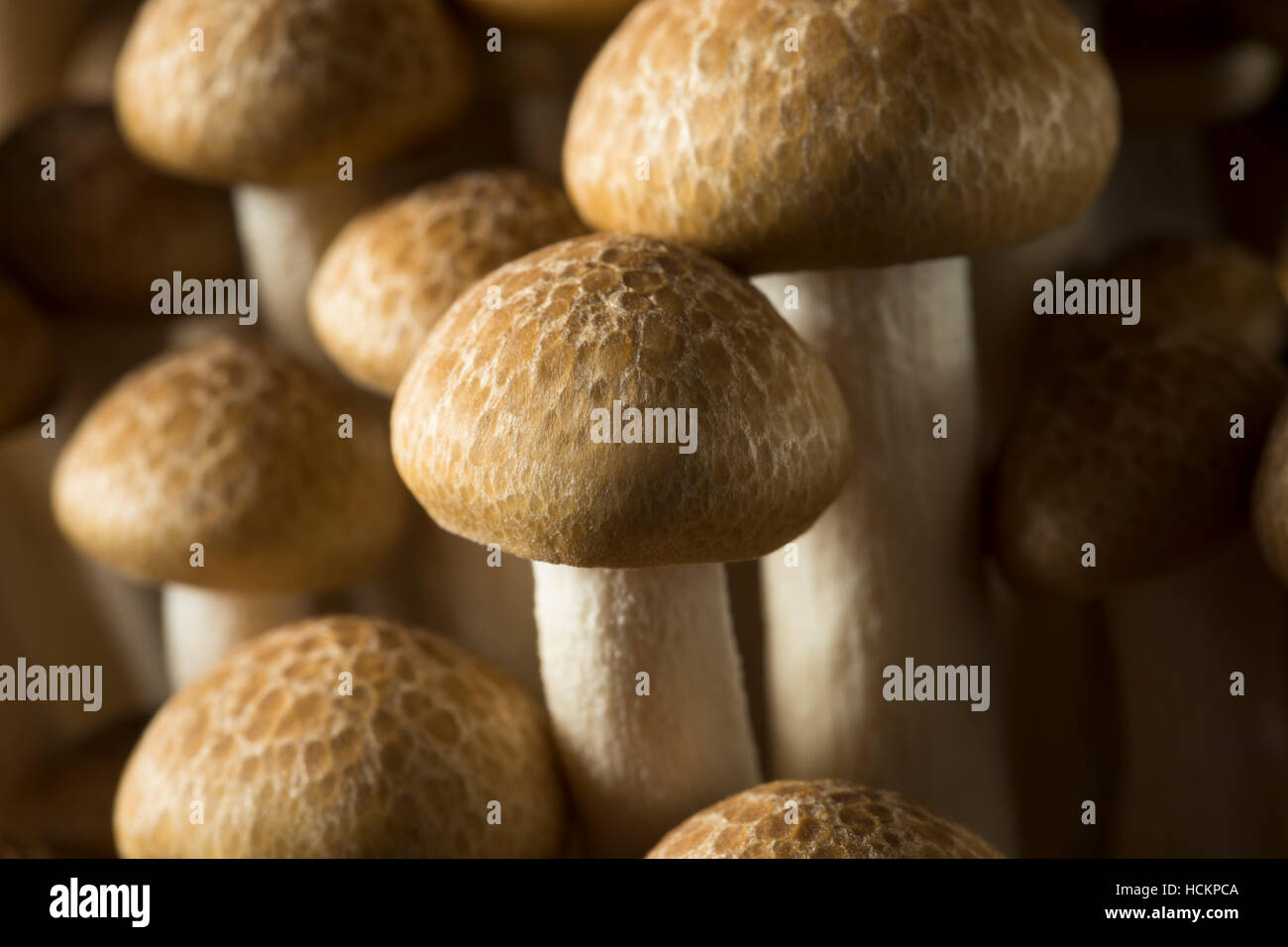 Hêtre brun biologiques crus dans un tas de champignons Banque D'Images