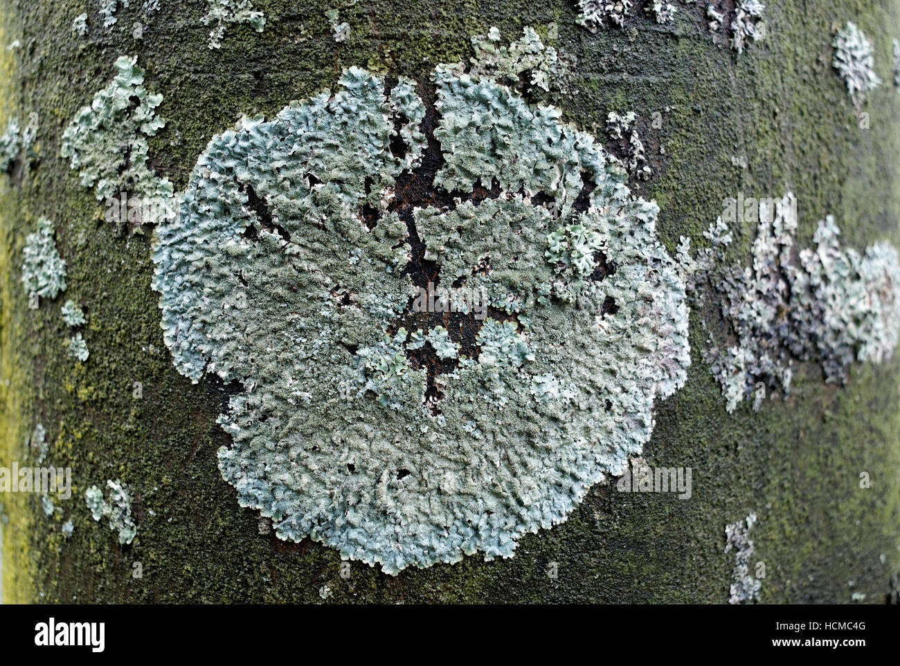 Patch de lichen vert poussant sur le tronc d'un arbre à feuilles caduques dans un modèle circulaire Banque D'Images