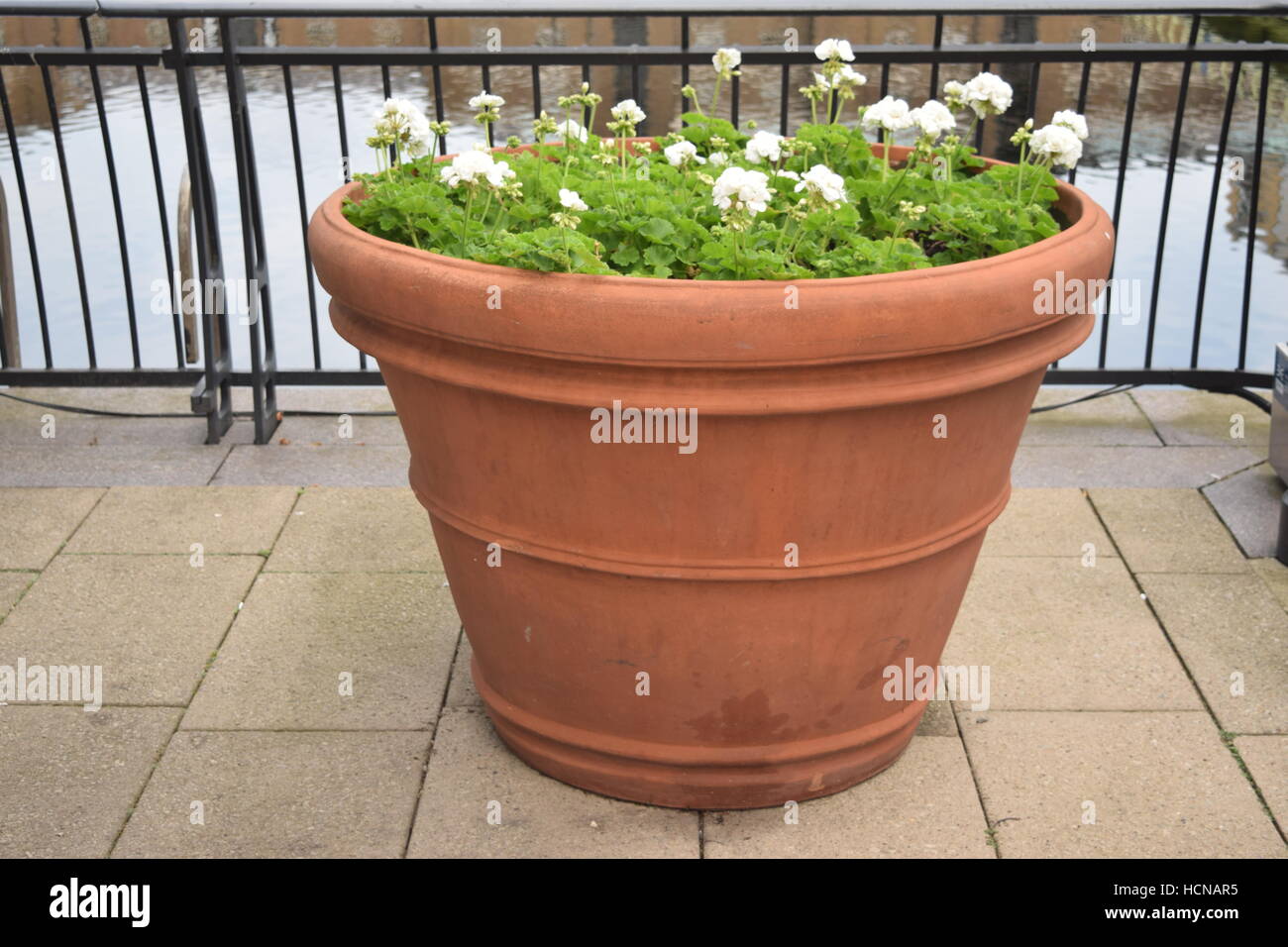 Grand pot rond avec des fleurs blanches et des feuilles vertes qui poussent  sur un balcon Photo Stock - Alamy