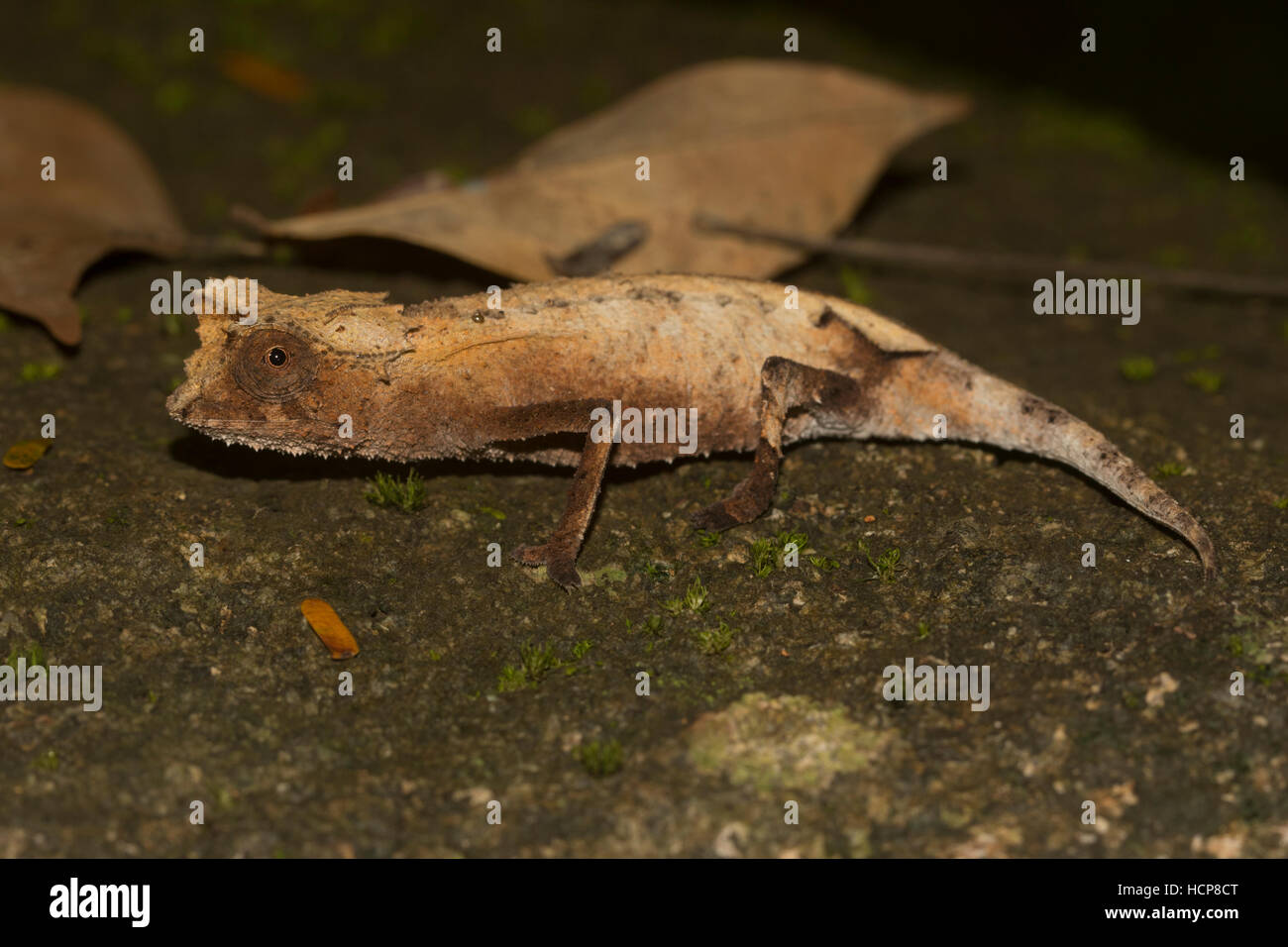 Feuille plaqué (caméléon Brookesia stumpffi), rainforest, Lokobe National Park, l'île de Nosy Be, également Nossi-bé ou être Nosse Banque D'Images
