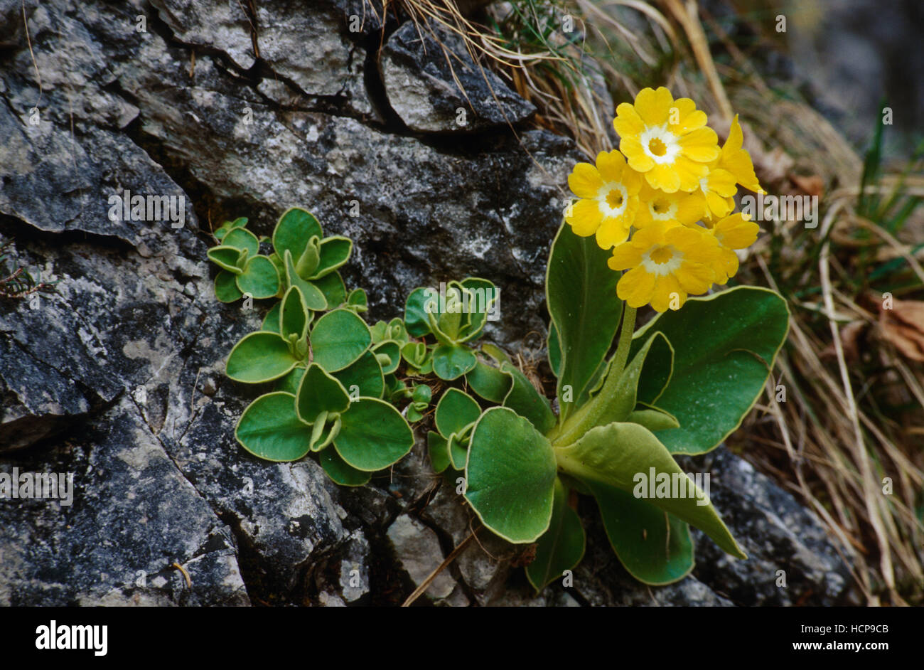 Auricula, Bear's ear (Primula auricula), Parc National de Kalkalpen, Haute Autriche, Europe Banque D'Images