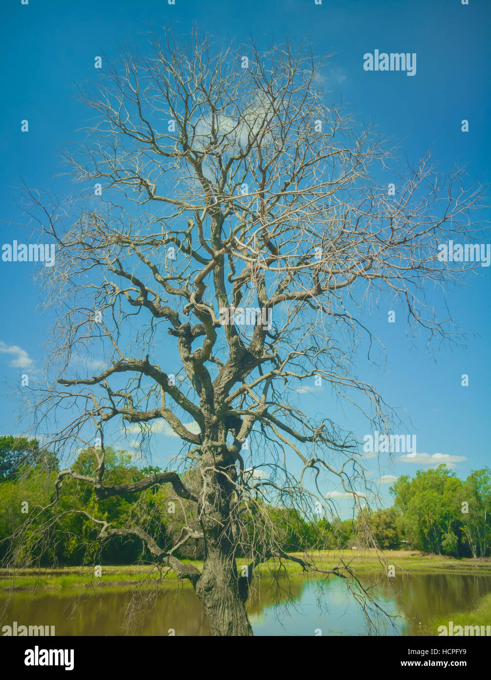 Les arbres morts sur la nature et l'environnement, de l'Asie Thaïlande Banque D'Images