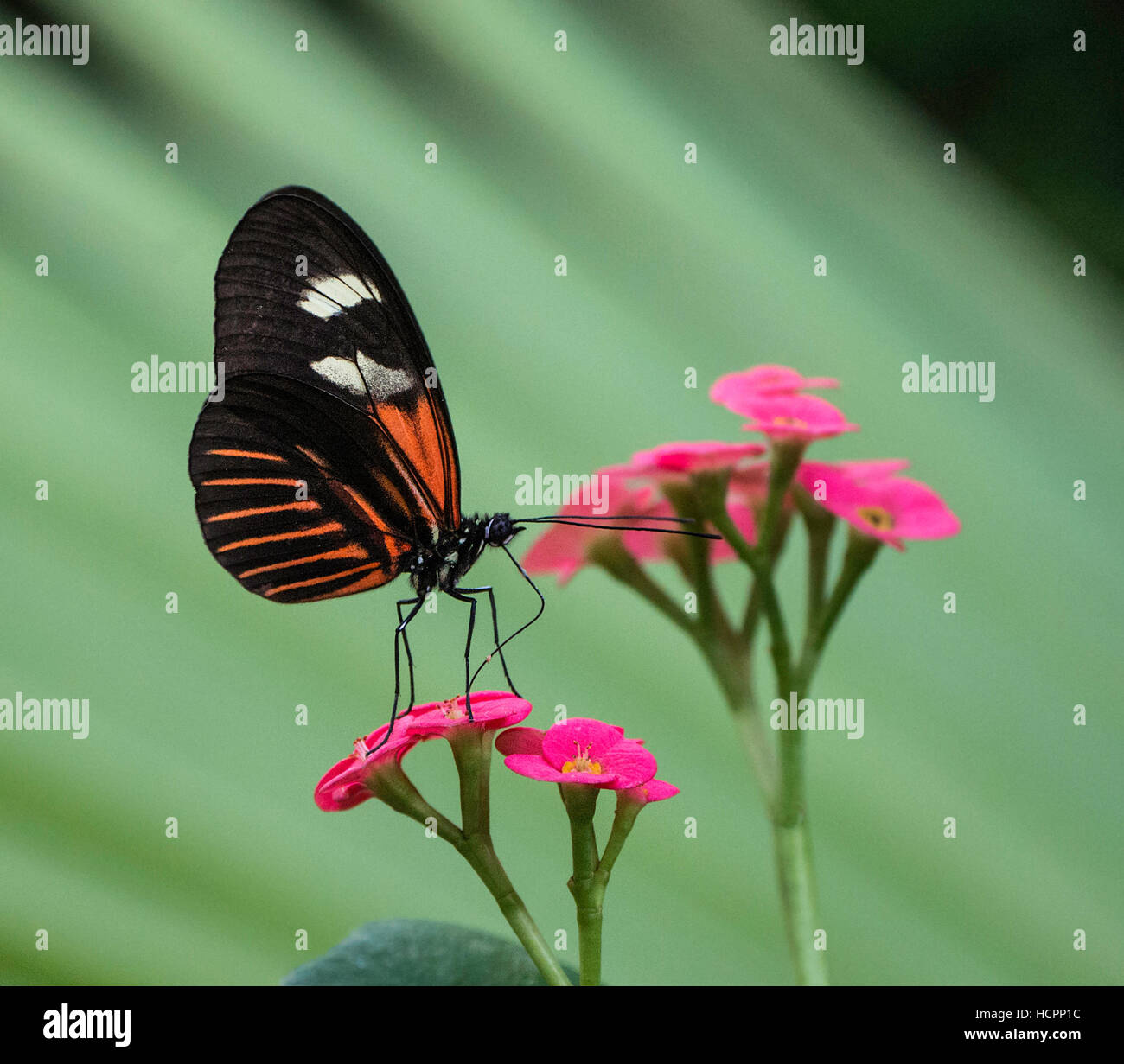 Facteur rouge imiter (Heliconius melpomene aglaope) se nourrissant de fleur rose Banque D'Images