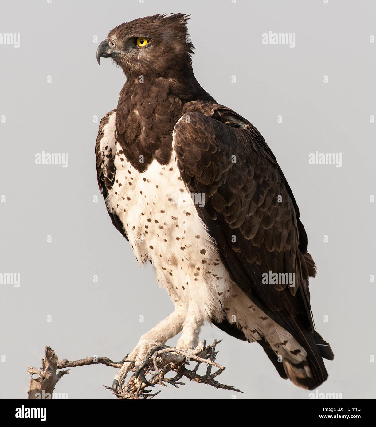 L'aigle Martial (Polemaetus bellicosus) perché Nikon D300, Nikon 300 2.8 1.4 avec téléconvertisseur, 1/1250, f6.3, ISO 400 Banque D'Images