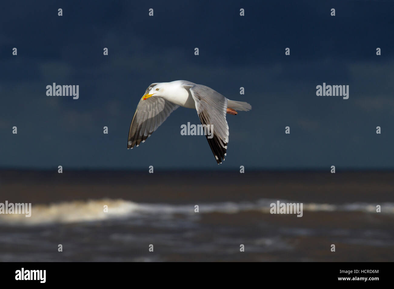 Goélands argentés Larus argentatus en vol contre un ciel orageux au-dessus de la mer du Nord Norfolk Banque D'Images