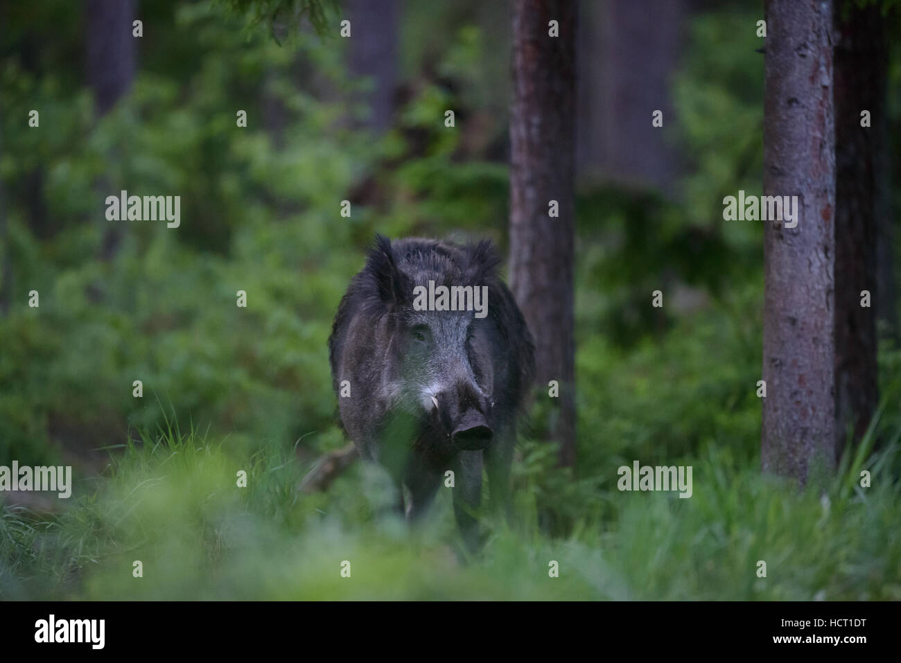 Le sanglier (Sus scrofa) dans la forêt Banque D'Images