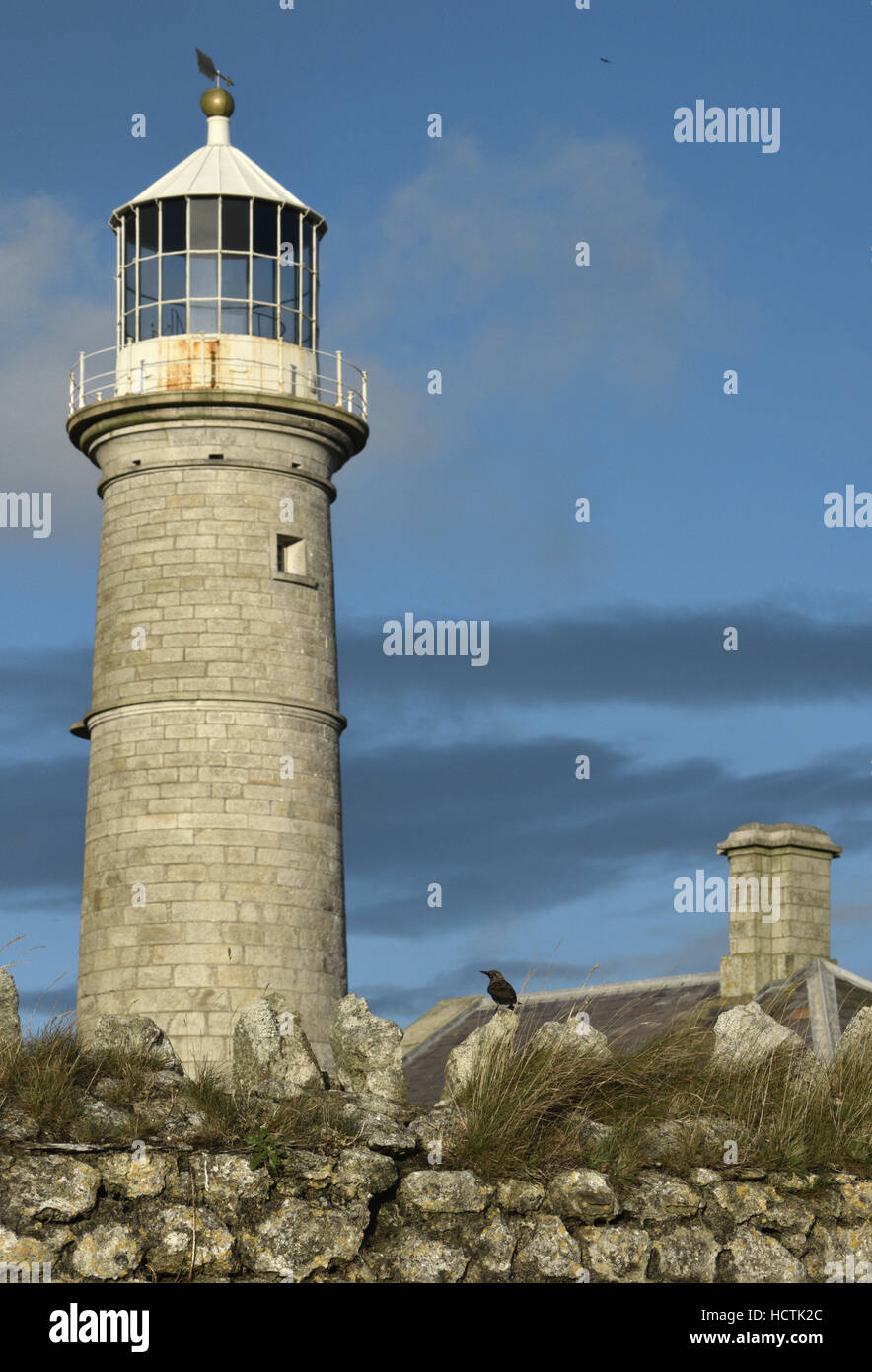 Avec l'ancien phare Lundy - Starling Sturnus vulgaris Banque D'Images